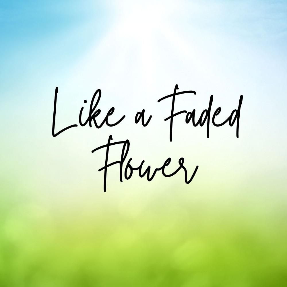 Постер альбома Like a Faded Flower