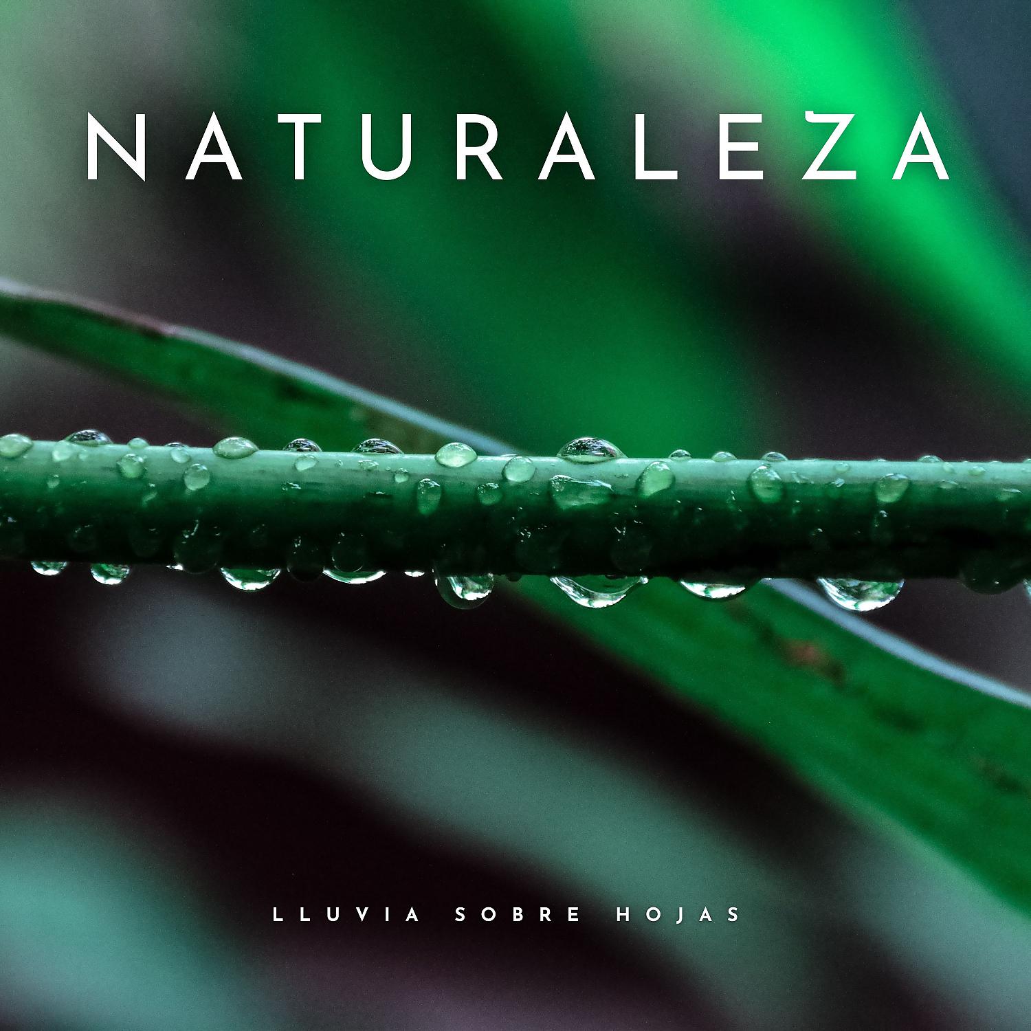 Постер альбома Naturaleza: Lluvia Sobre Hojas