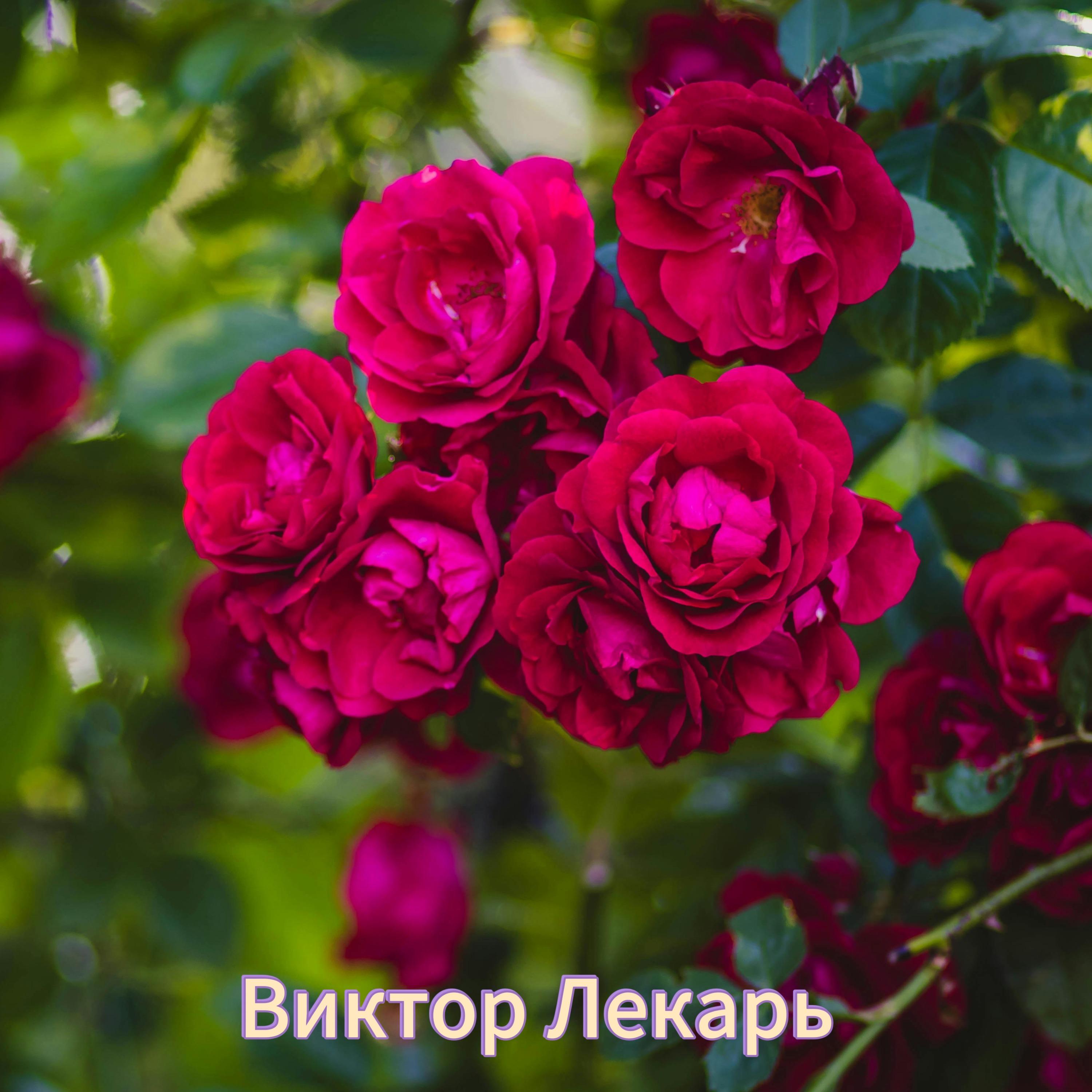 Постер альбома Эти розы для тебя