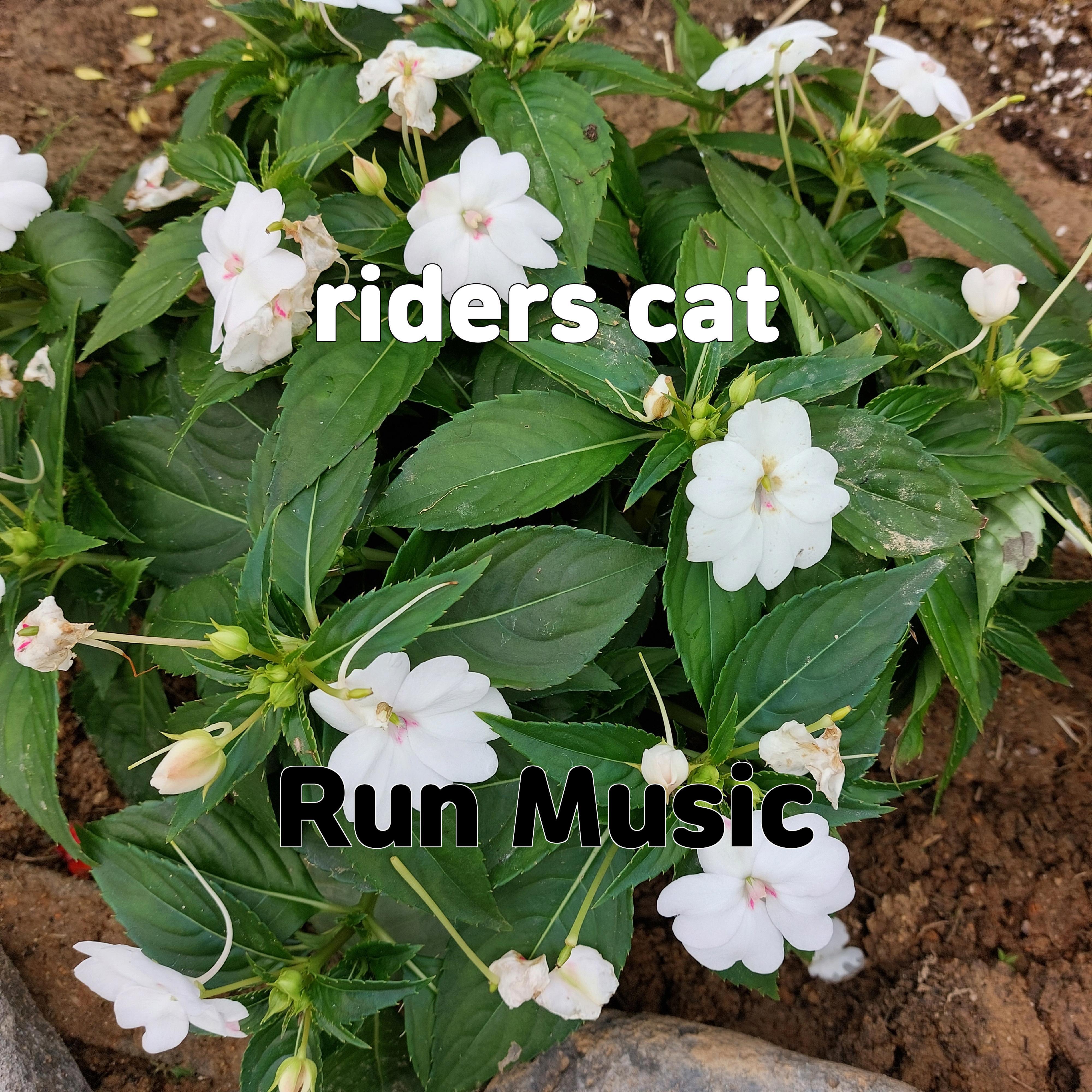 Постер альбома riders cat