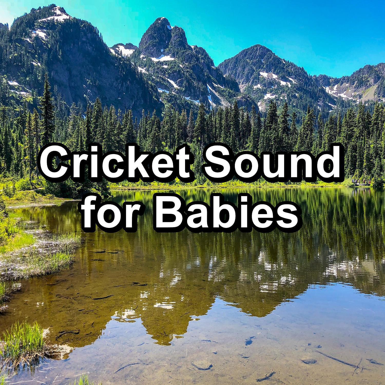 Постер альбома Cricket Sound for Babies