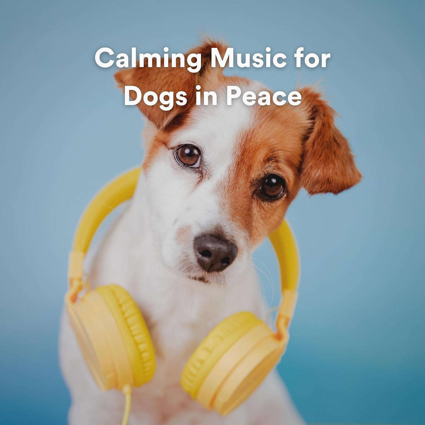 Постер альбома Calming Music for Dogs in Peace