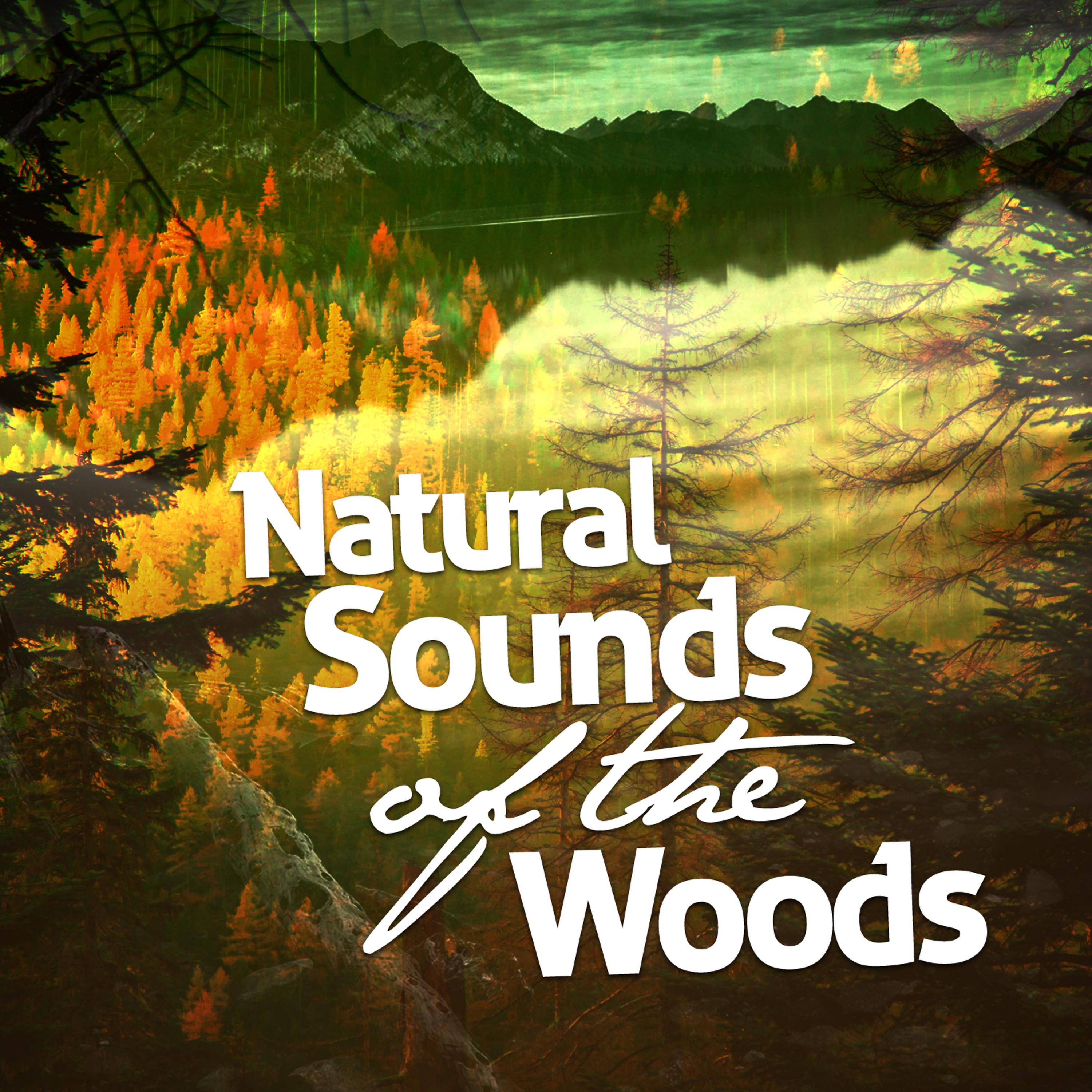 Постер альбома Natural Sounds of the Woods