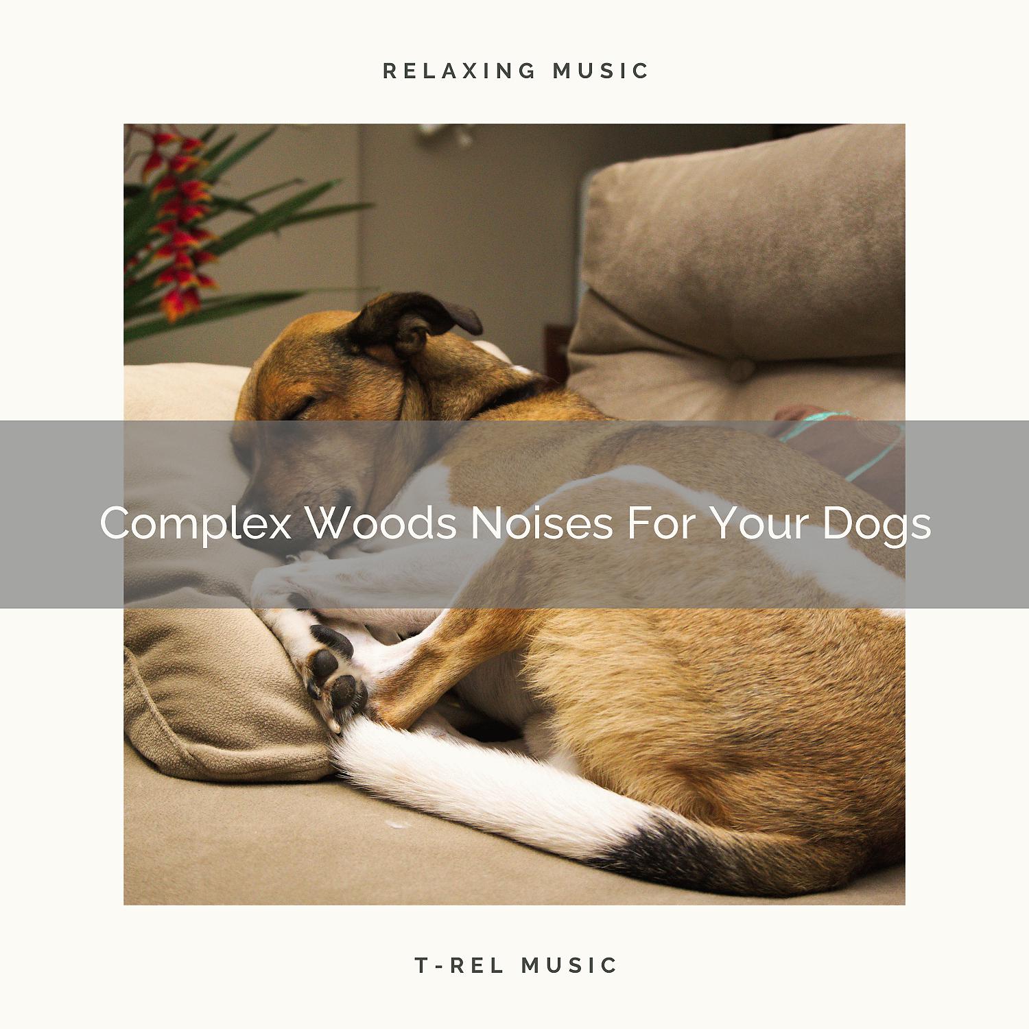 Постер альбома Complex Woods Noises For Your Dogs
