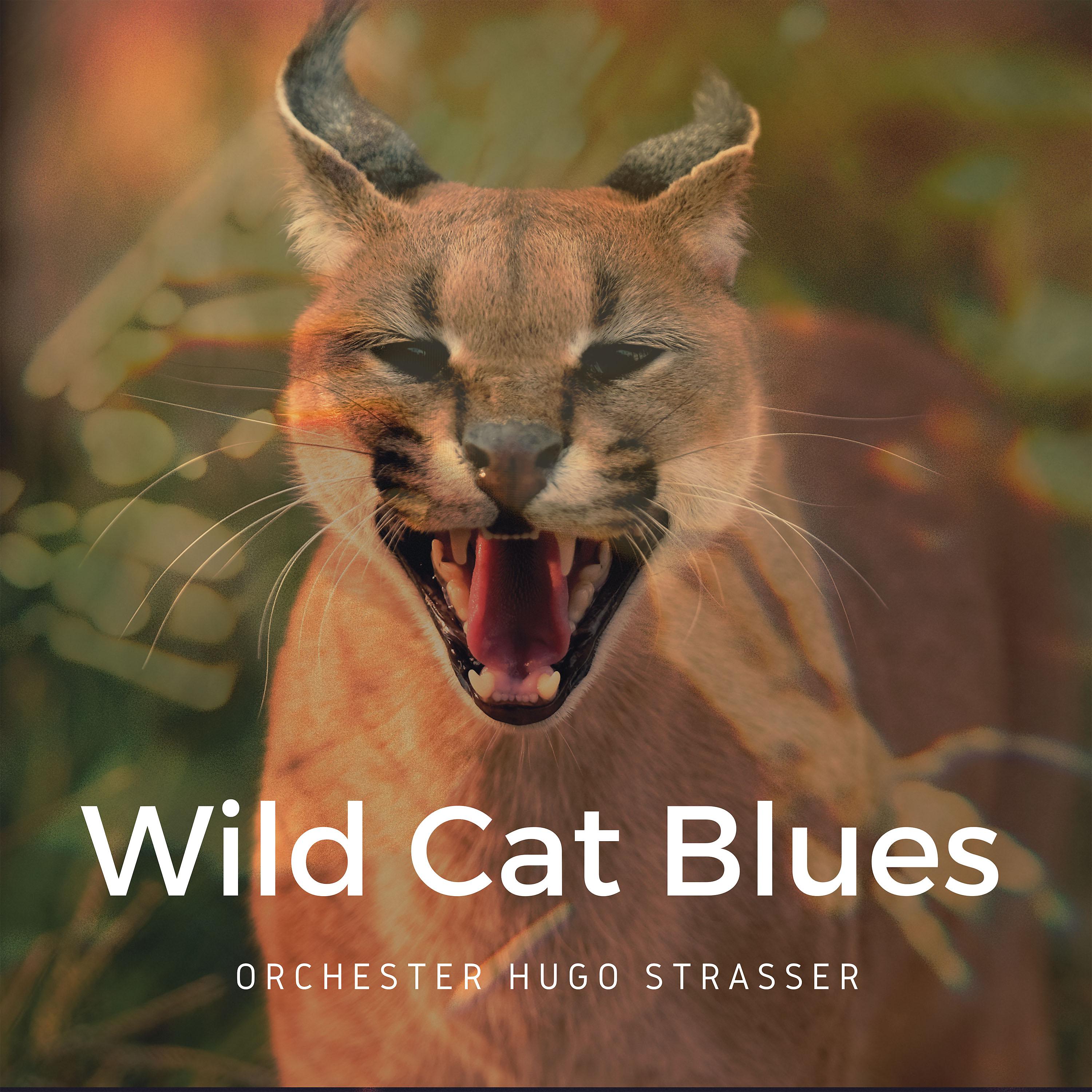 Постер альбома Wild Cat Blues