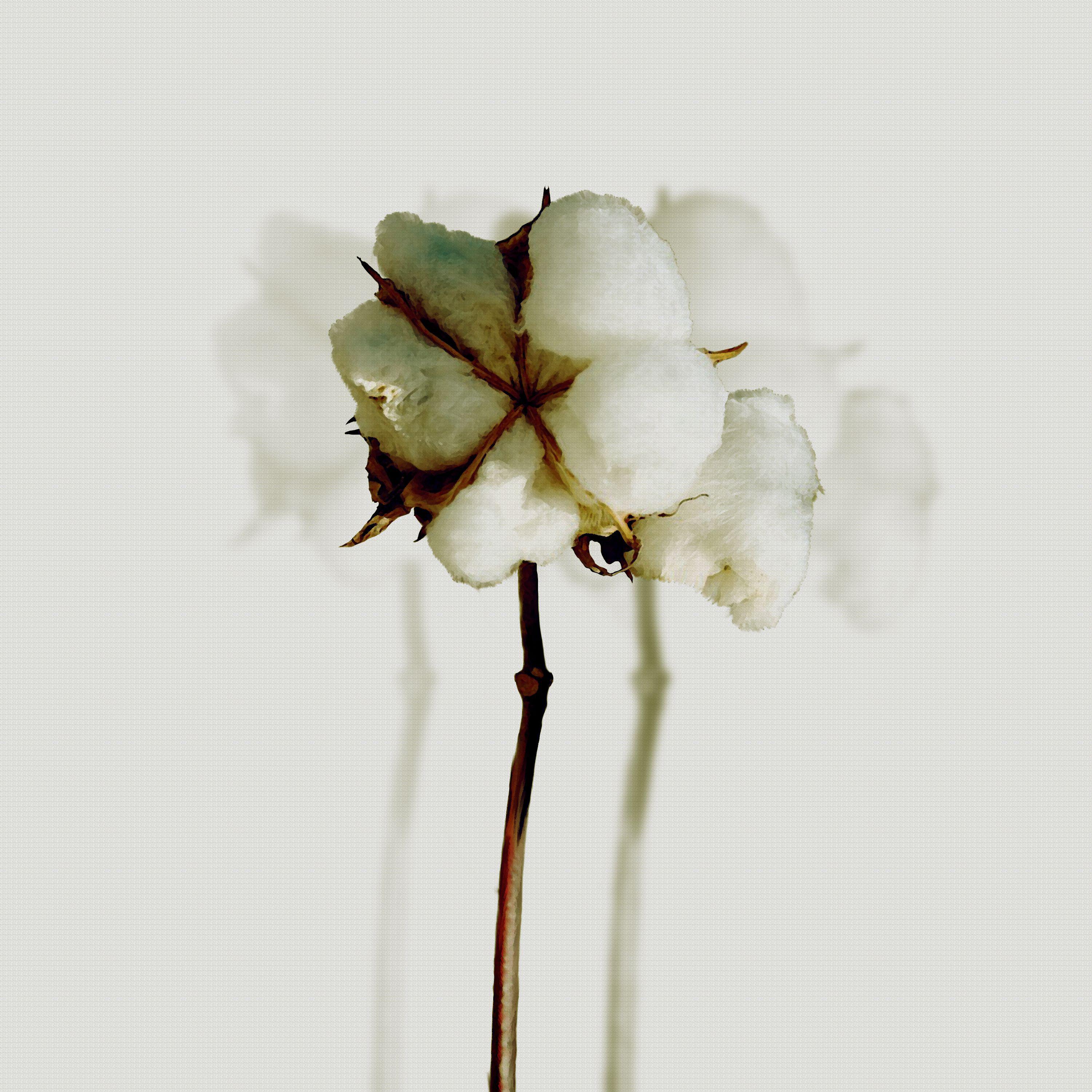 Постер альбома Ивановский цветочек