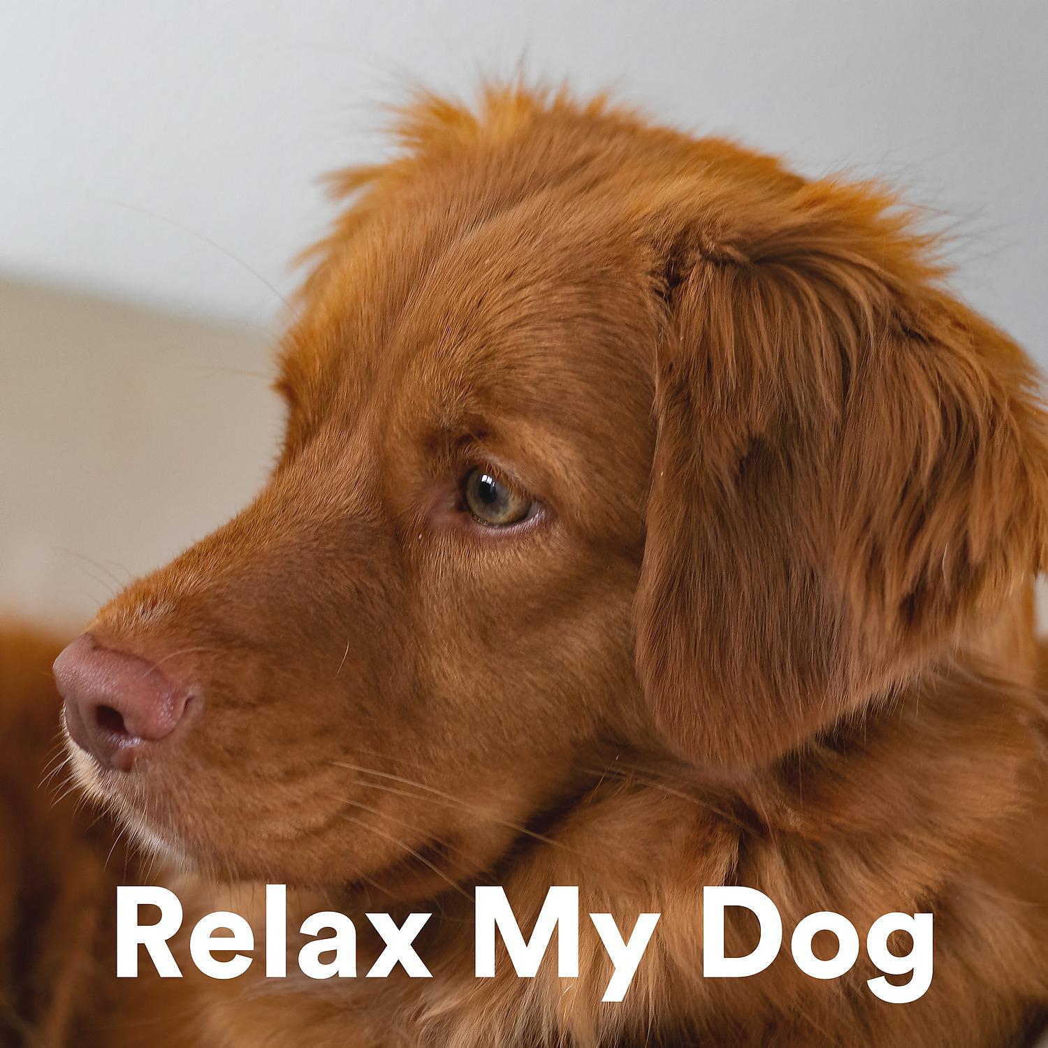 Постер альбома Relax My Dog