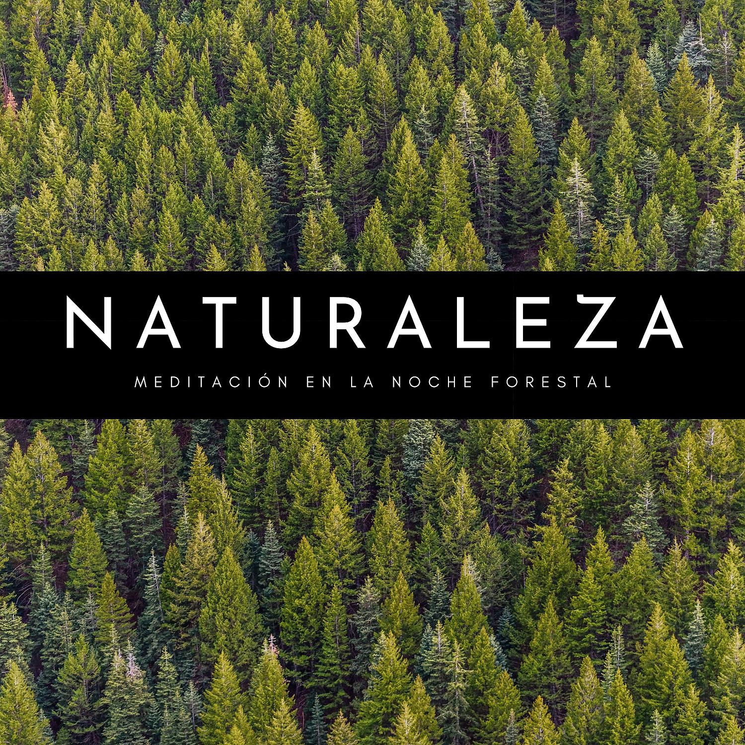 Постер альбома Naturaleza: Meditación En La Noche Forestal