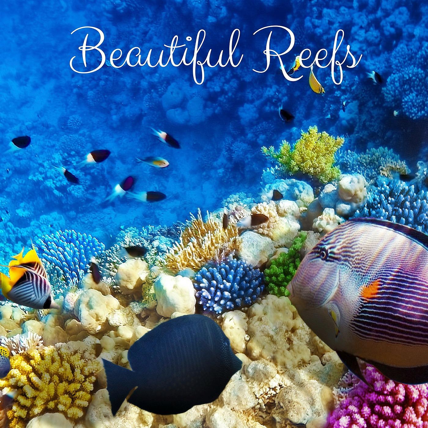 Постер альбома Beautiful Reefs