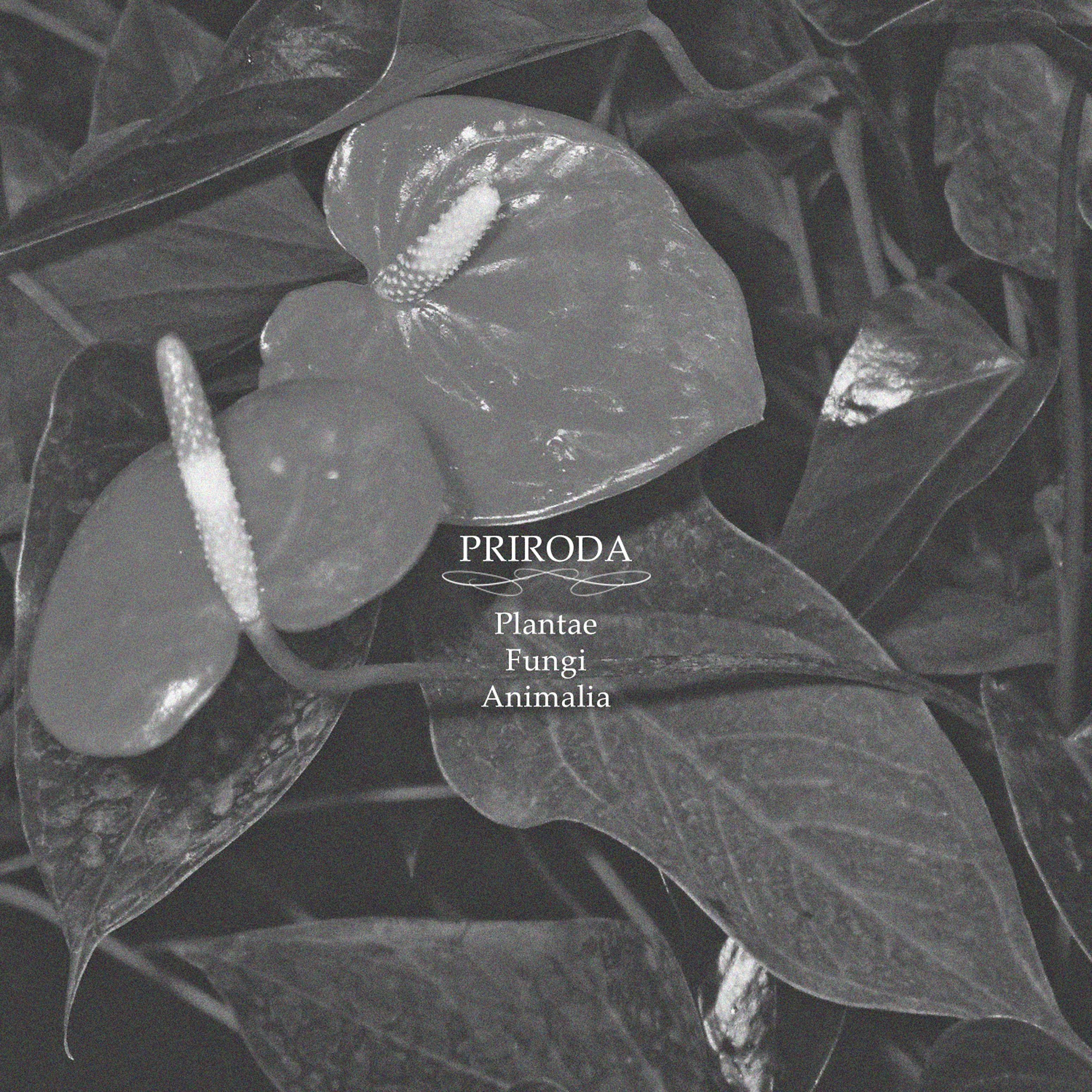 Постер альбома Plantae, Fungi, Animalia