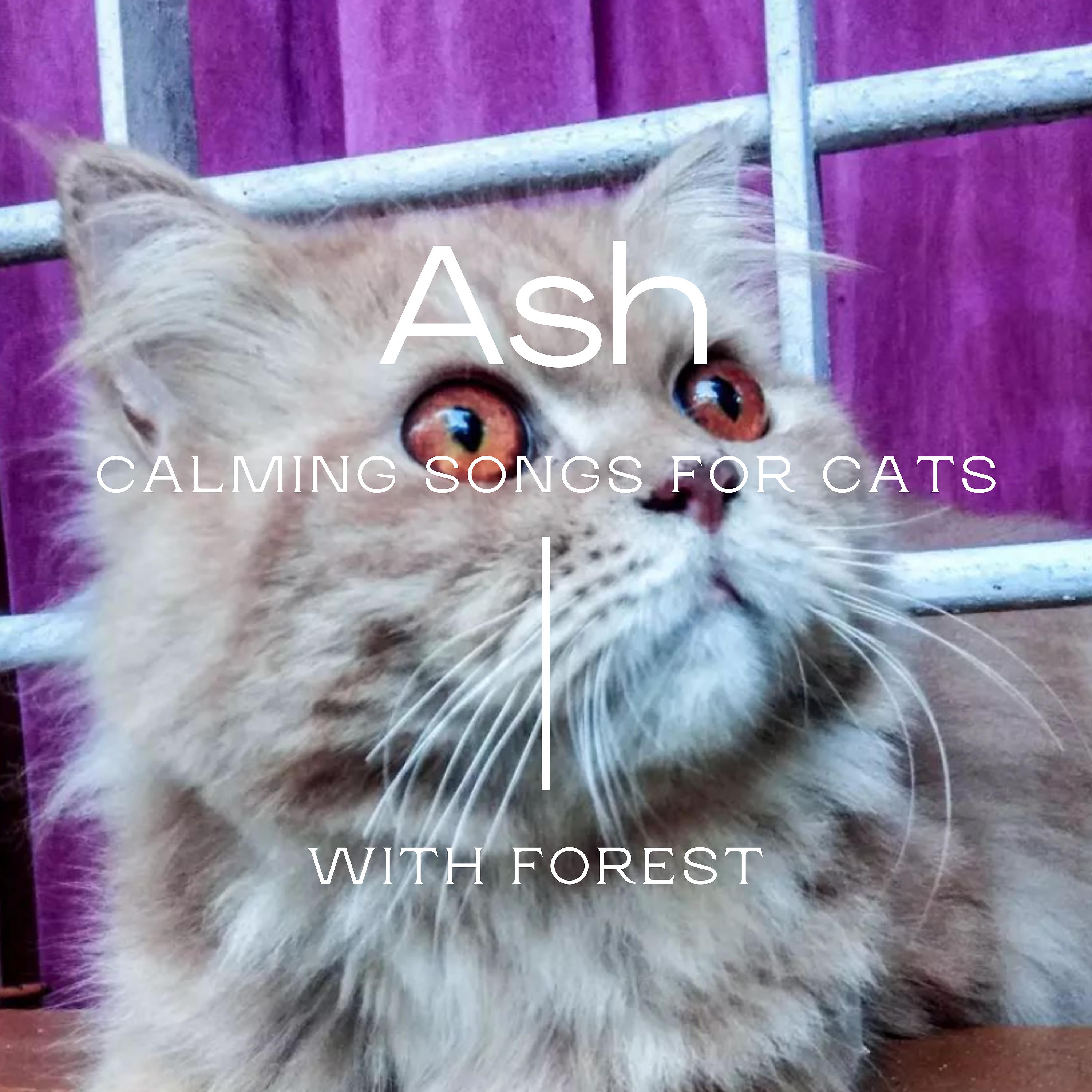 Постер альбома Ash