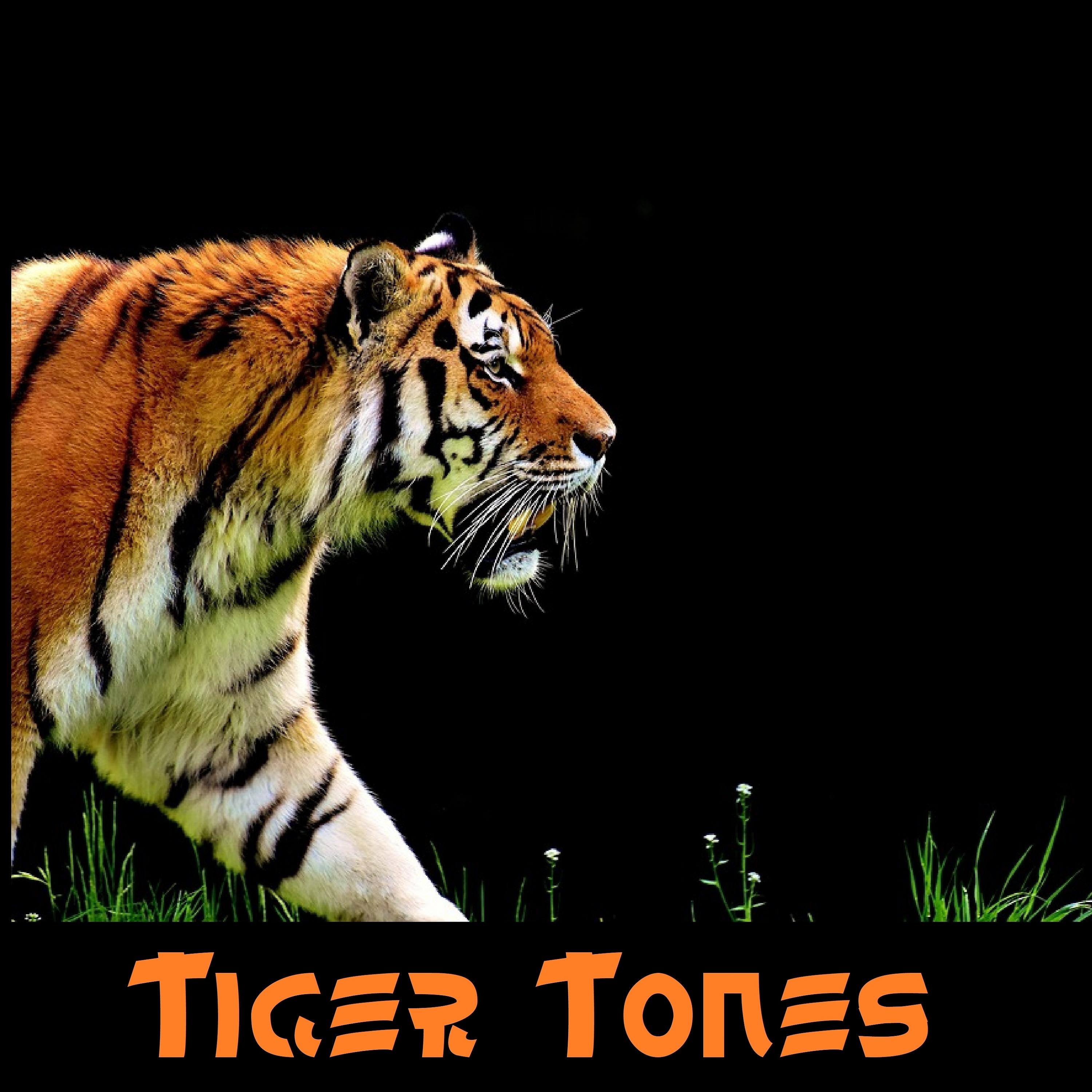 Постер альбома Tiger Tones