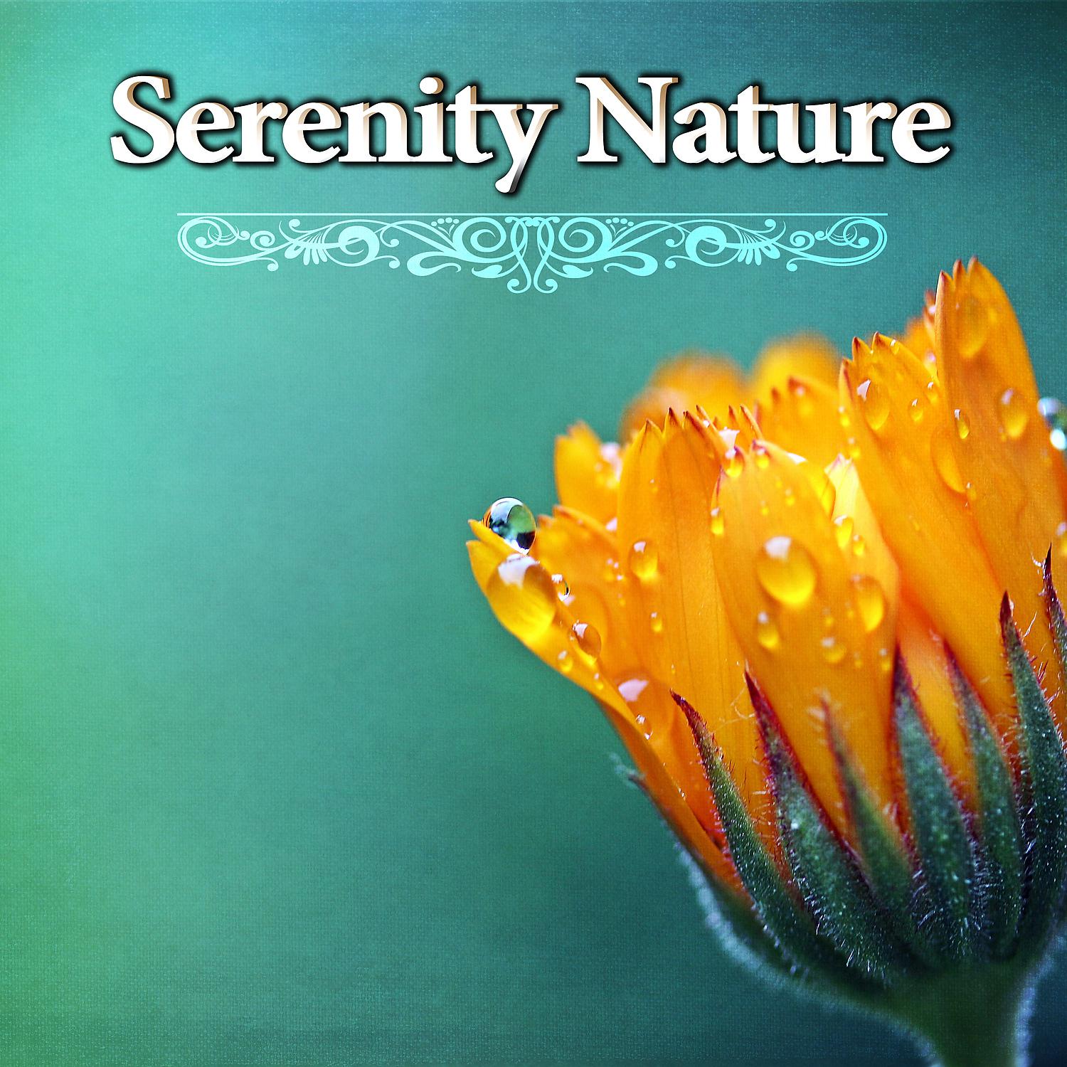 Постер альбома Serenity Nature