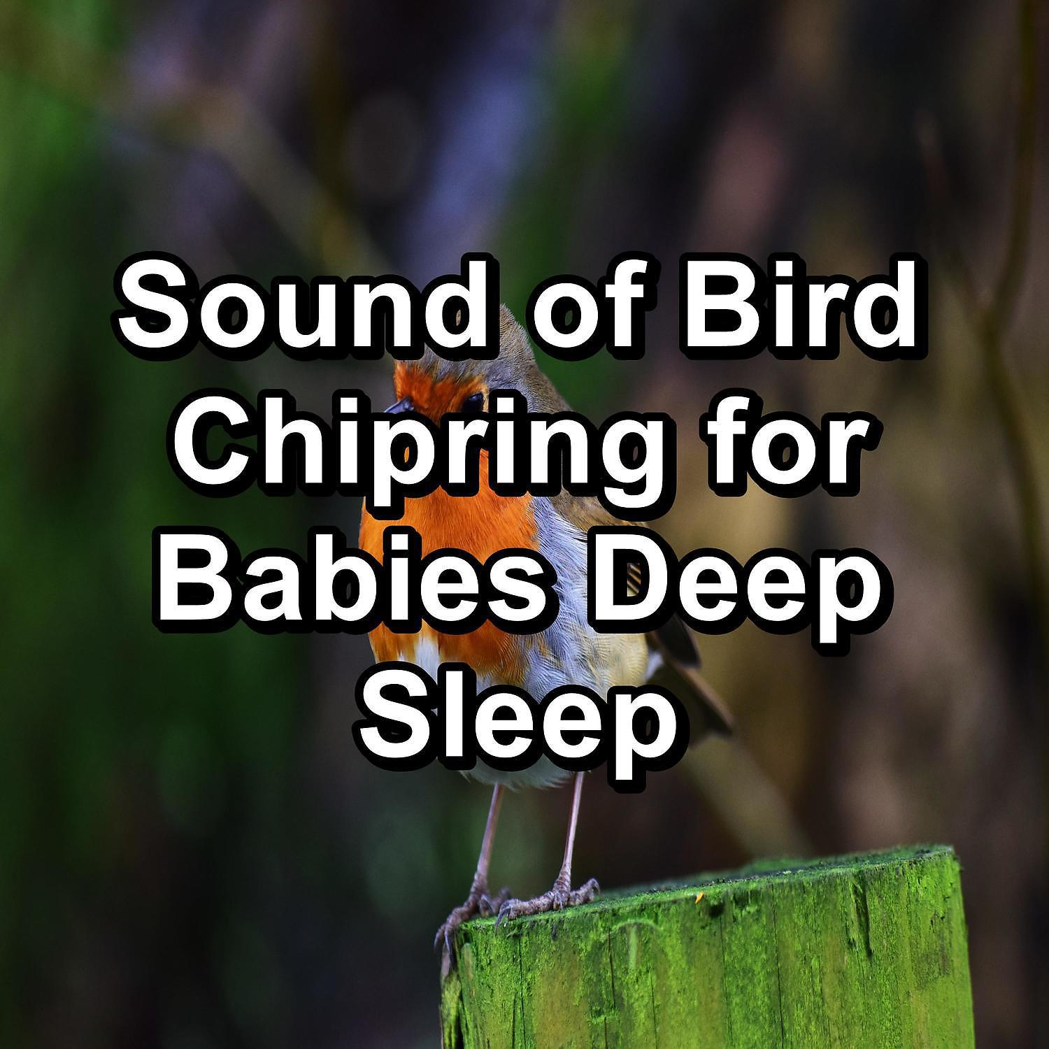 Постер альбома Sound of Bird Chipring for Babies Deep Sleep
