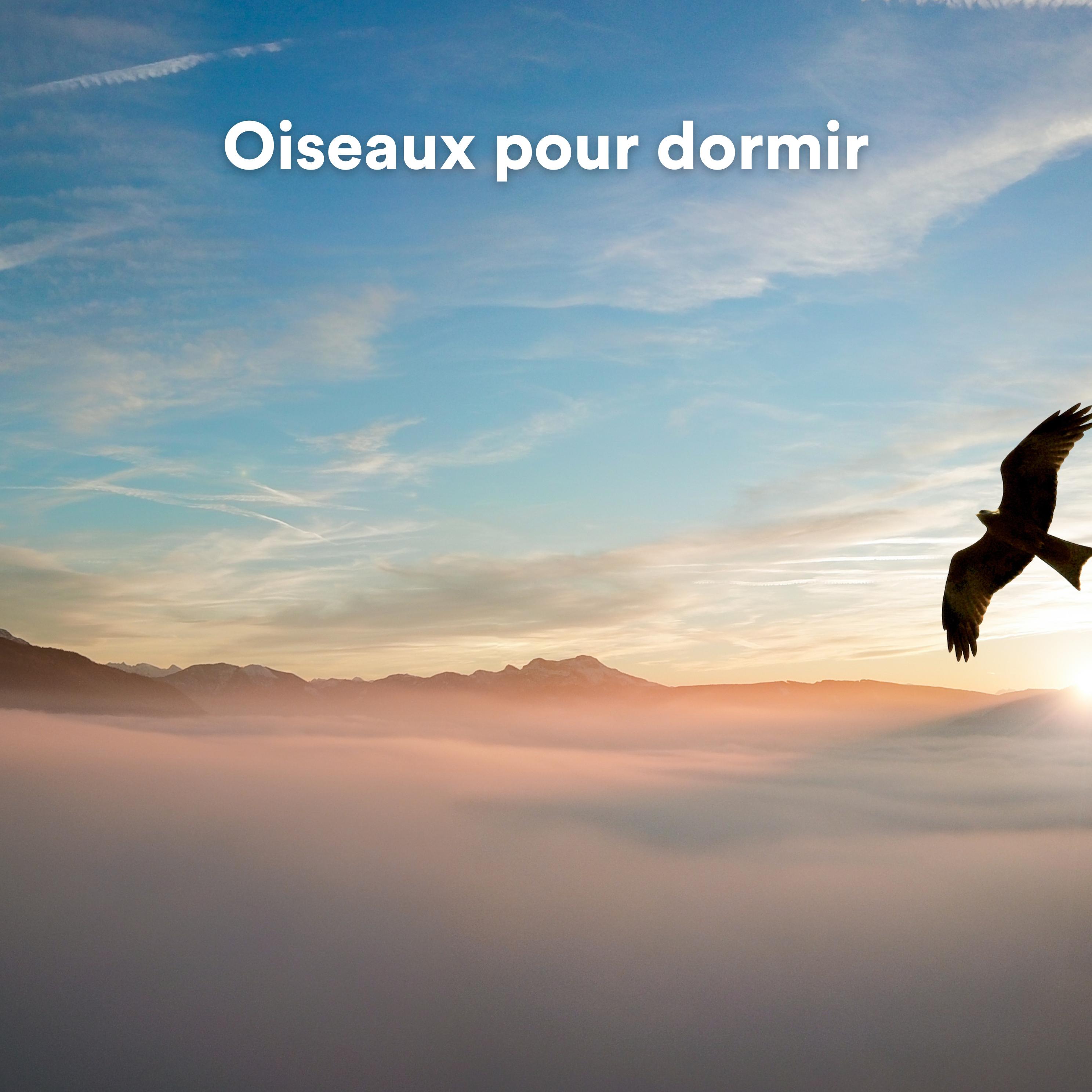 Постер альбома Oiseaux pour dormir