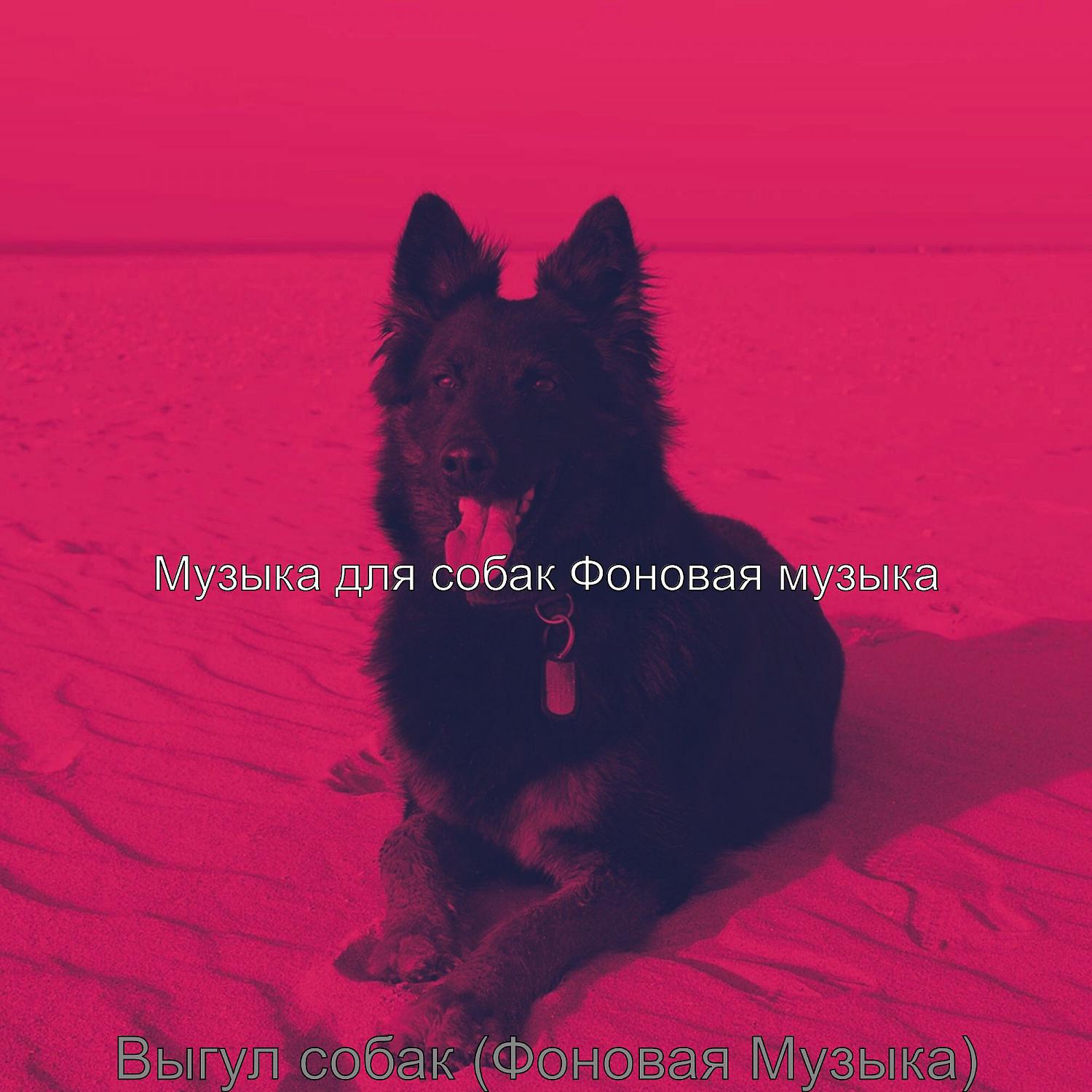 Постер альбома Выгул собак (Фоновая Музыка)