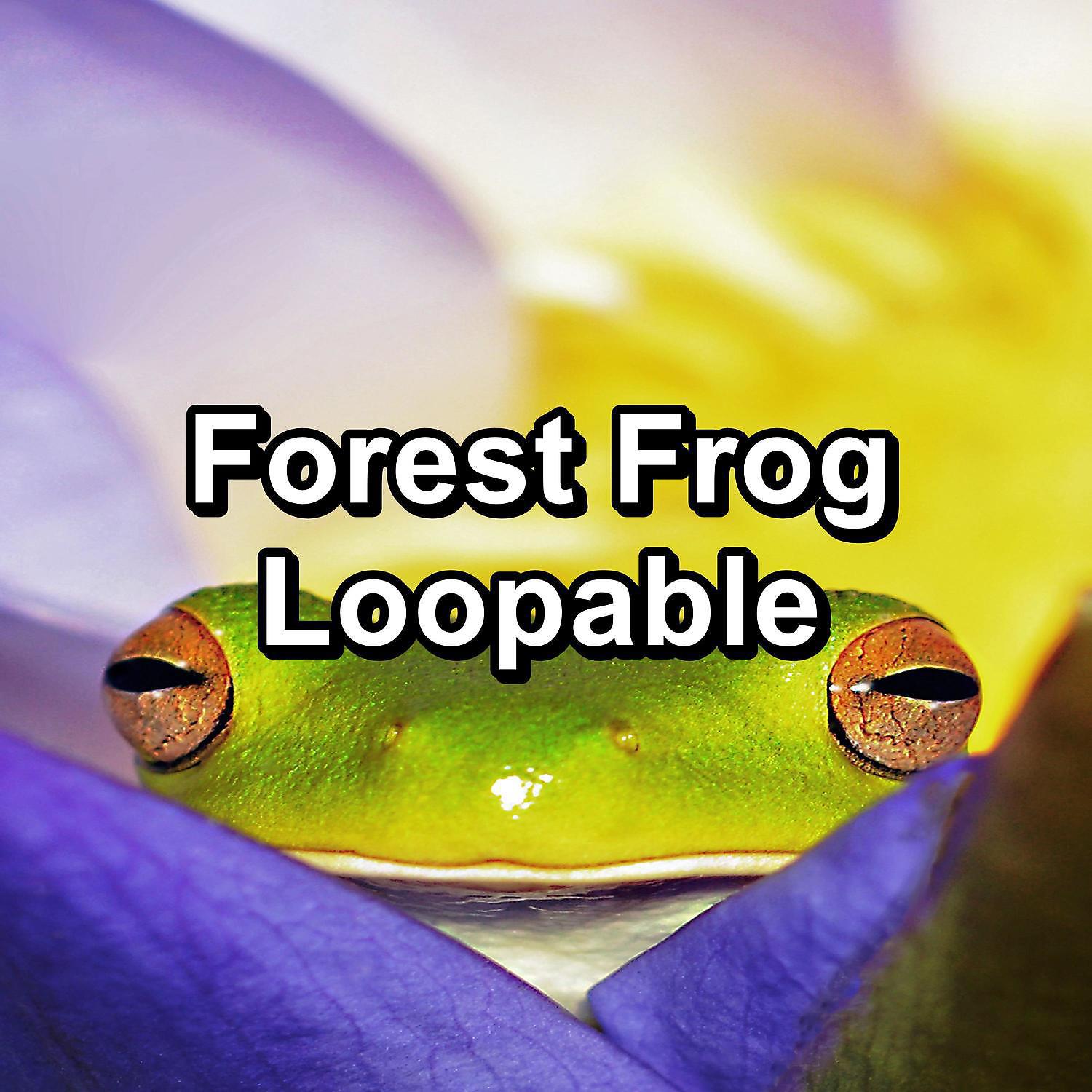 Постер альбома Forest Frog Loopable