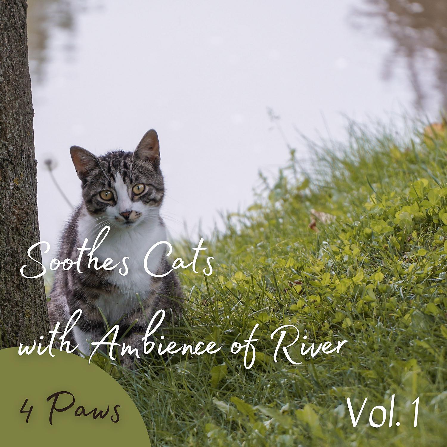 Постер альбома 4 Paws: Soothes Cats with Ambience of River Vol. 1