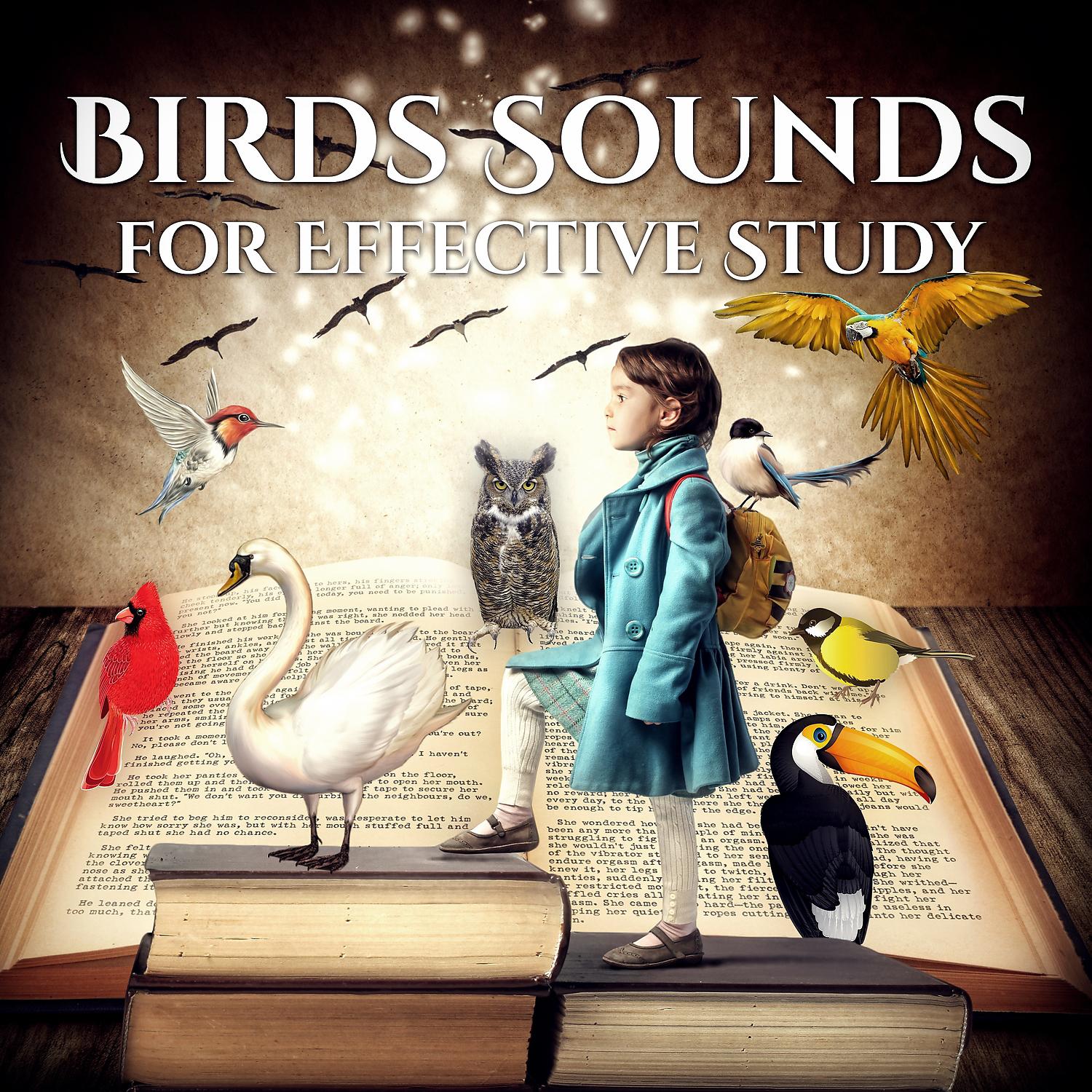Постер альбома Birds Sounds for Effective Study: Total Focus, Better Concentration Healing Nature Music, Exam Learning & Reading