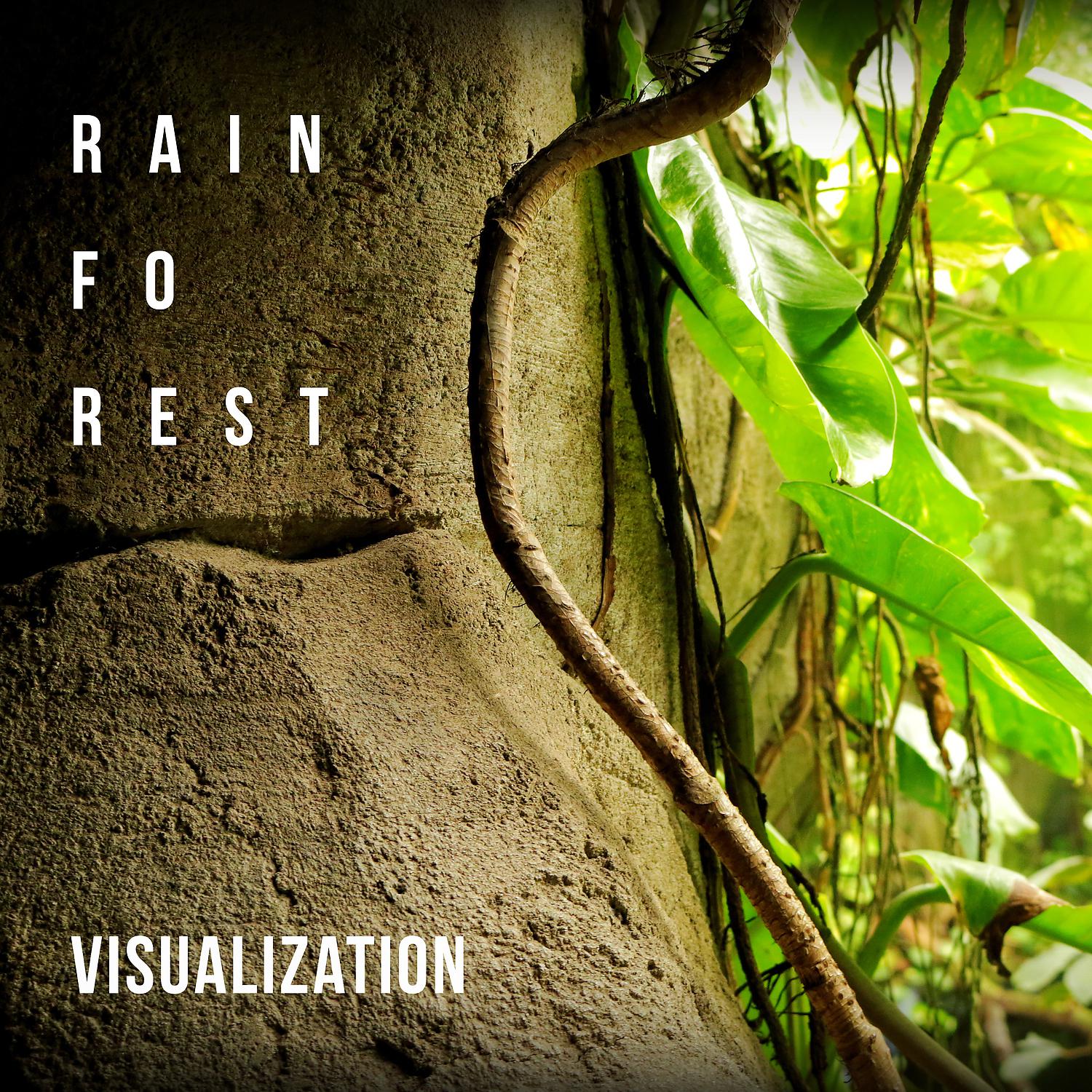 Постер альбома Rainforest Visualization: Ideal for Deep Sleep, Relaxation Techniques, Spa Massage, Pregnancy Yoga, Exam Study