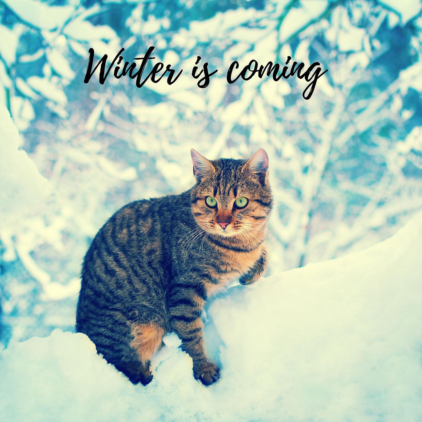 Постер альбома Winter Is Coming