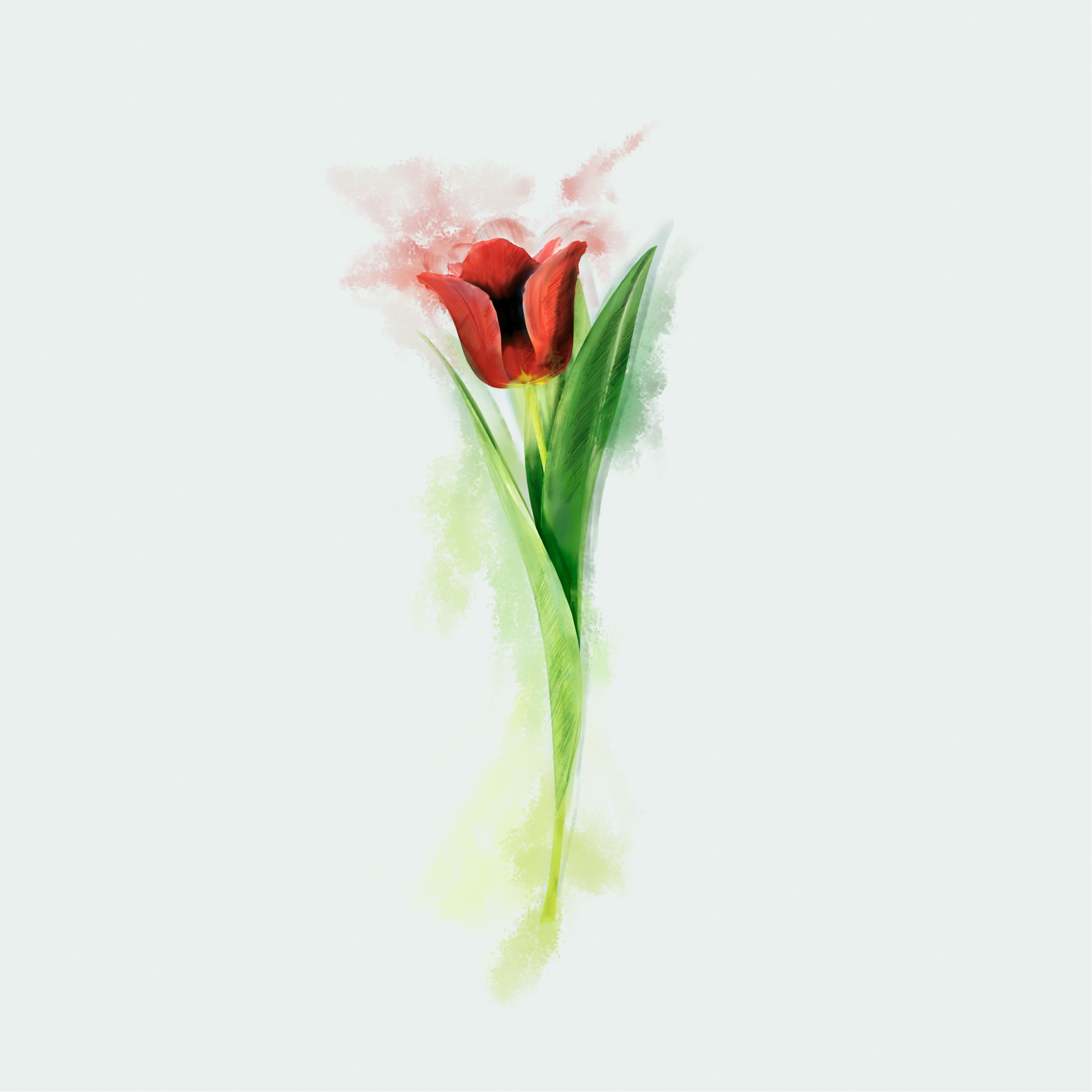 Постер альбома Могила красных тюльпанов