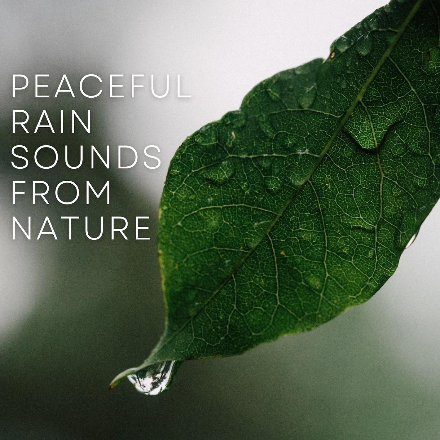 Постер альбома Peaceful Rain Sounds from Nature