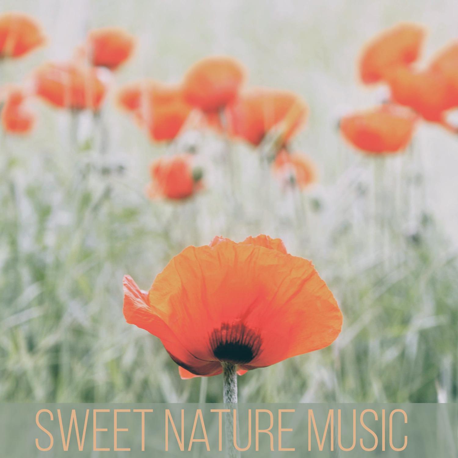 Постер альбома Sweet Nature Music