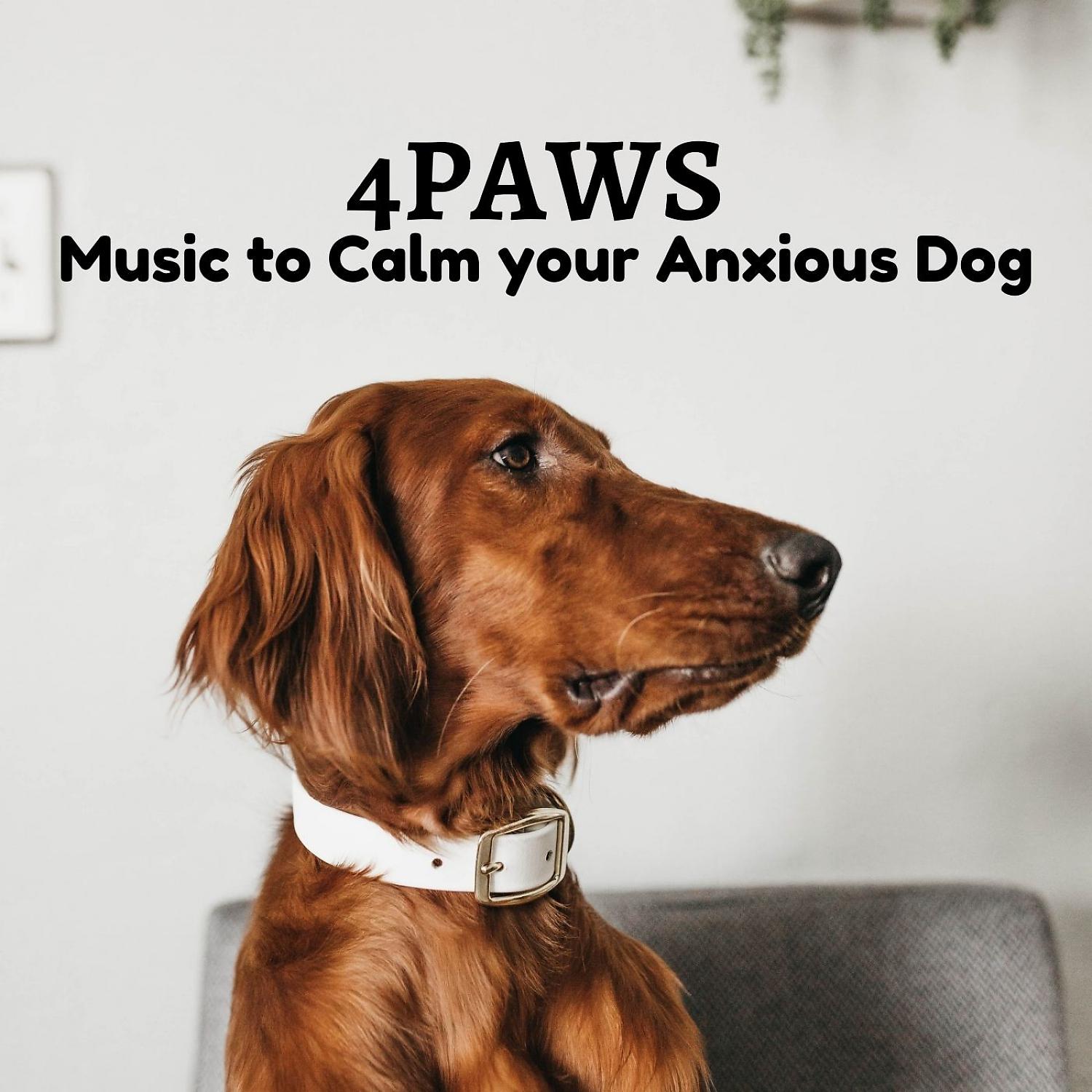 Постер альбома 4Paws: Music to Calm your Anxious Dog