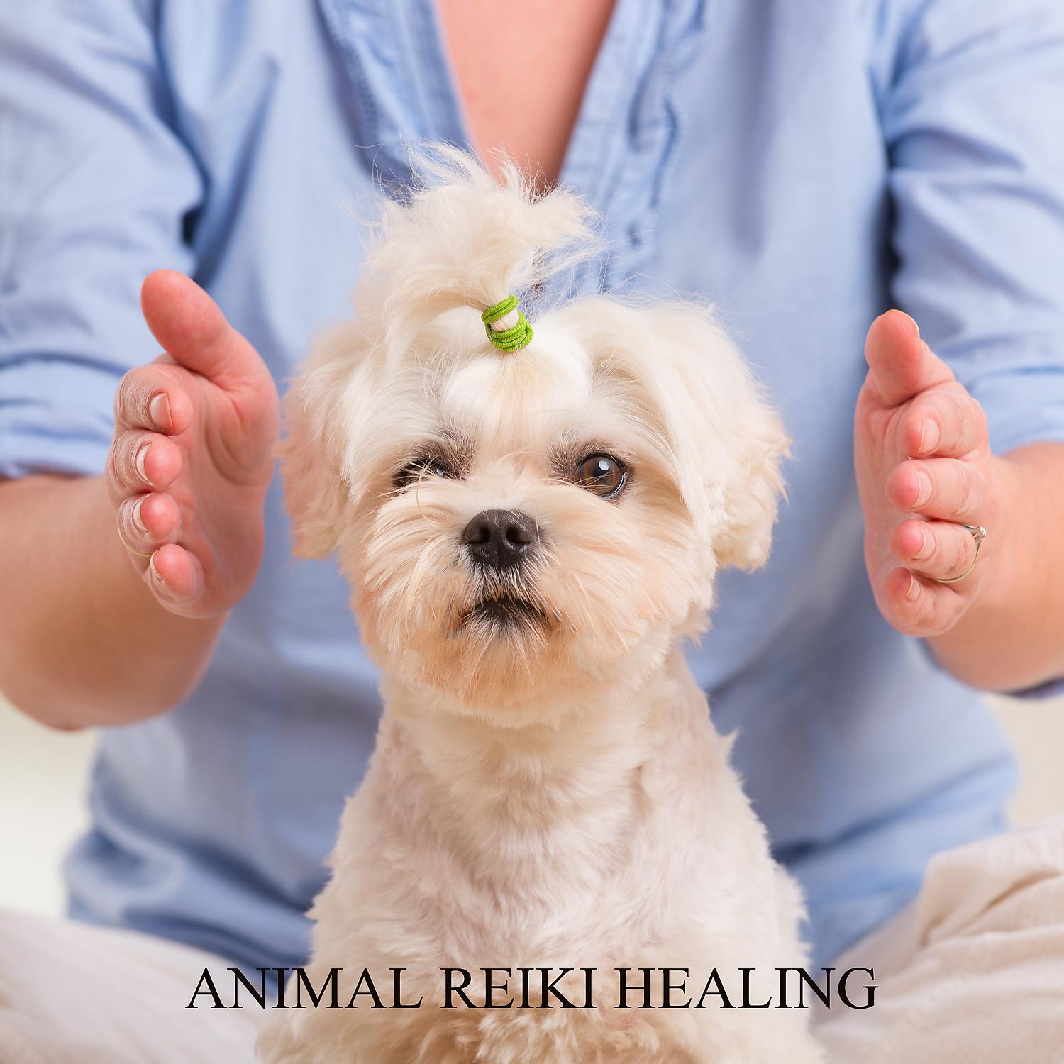 Постер альбома Animal Reiki Healing: Calming Therapy Meditation Music