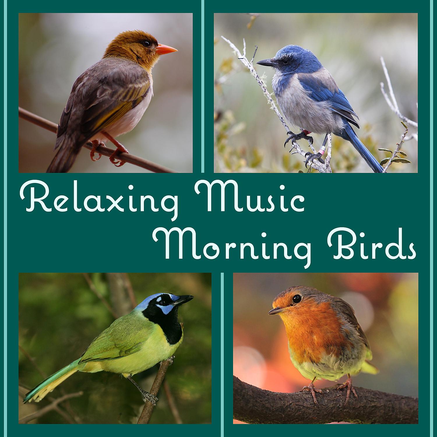 Постер альбома Relaxing Music: Morning Birds Songs, Peaceful Afternoon in the Forest, Ambient Nature Sounds to Reduce Stress and Well Being