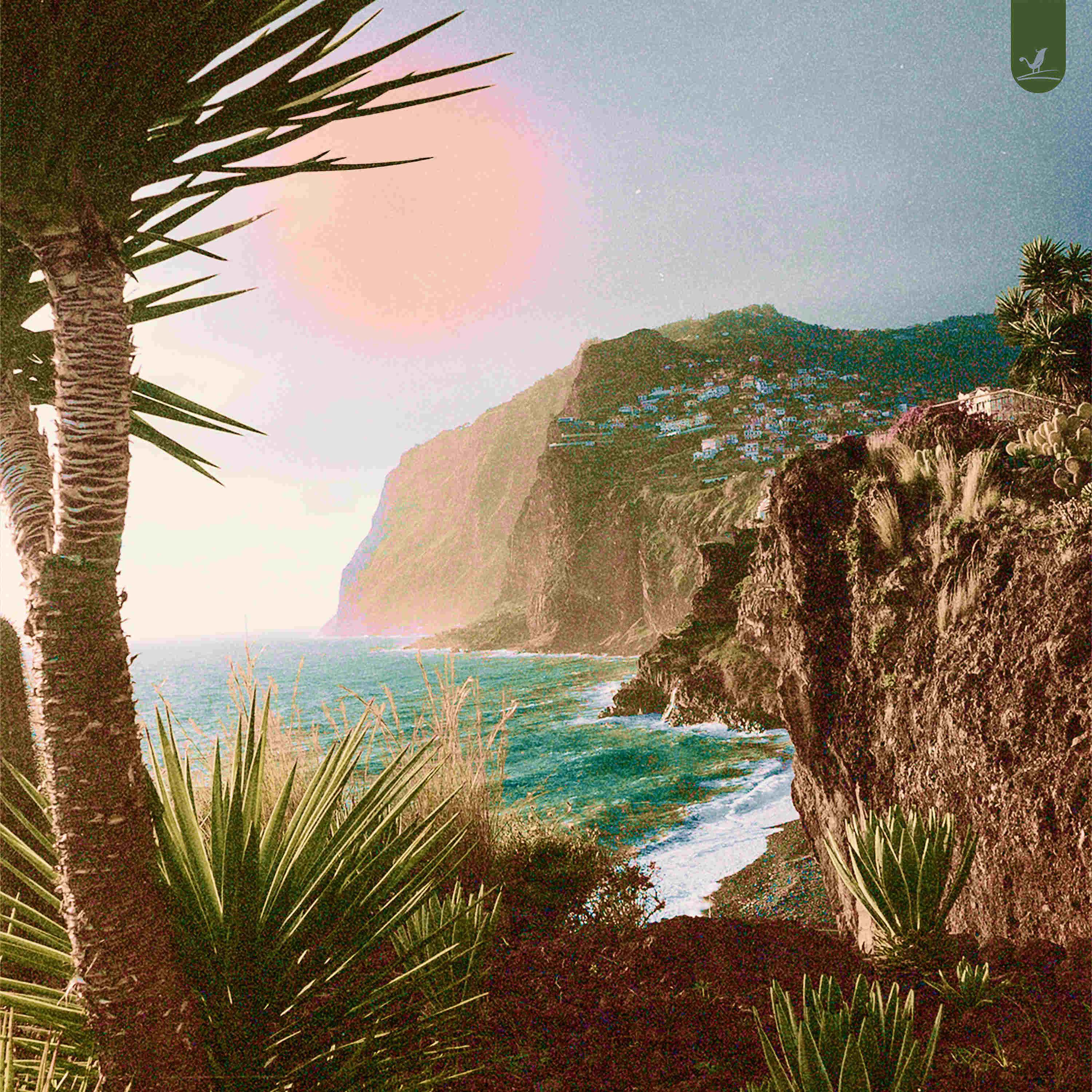 Постер альбома Palm Tree Cove