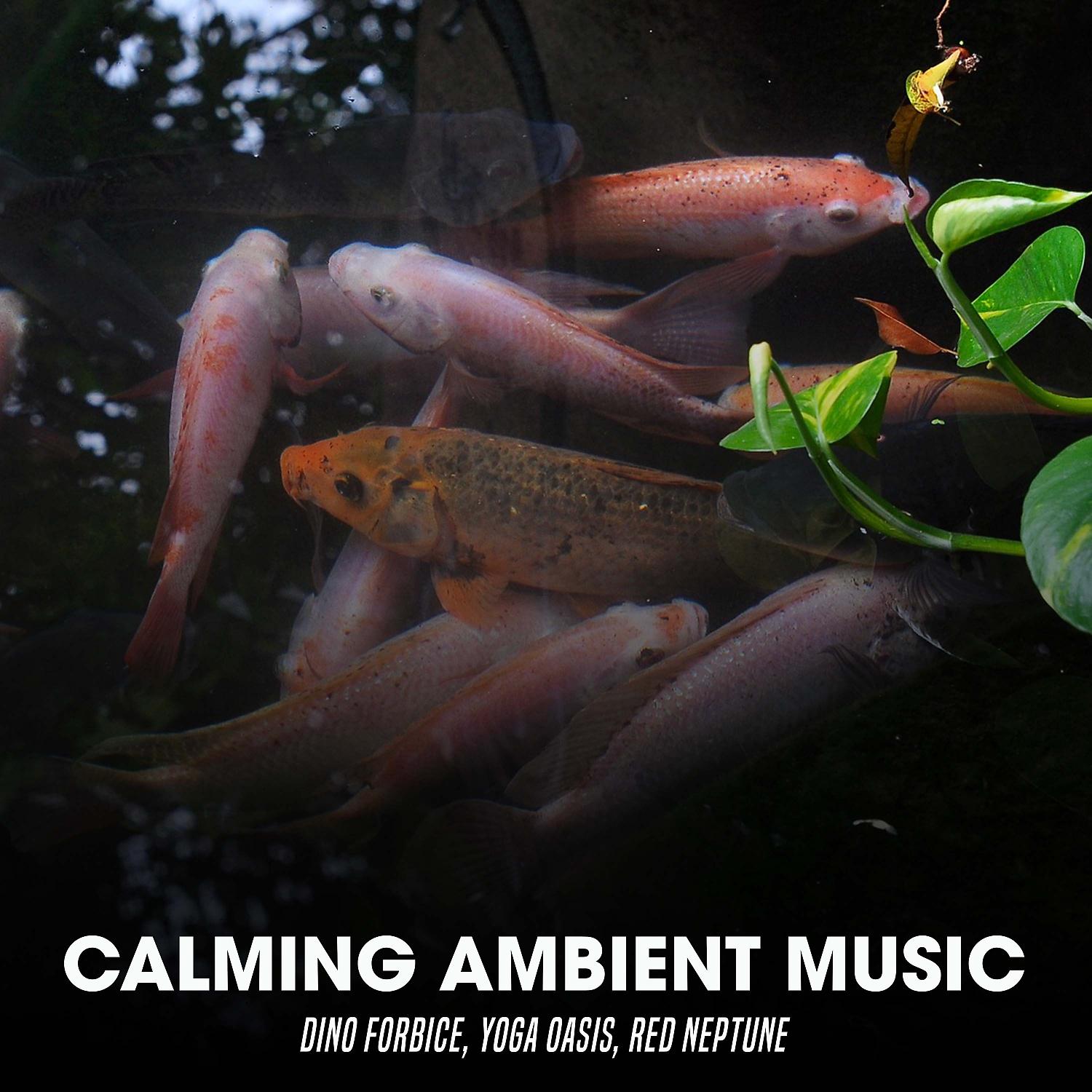 Постер альбома Calming Ambient Music