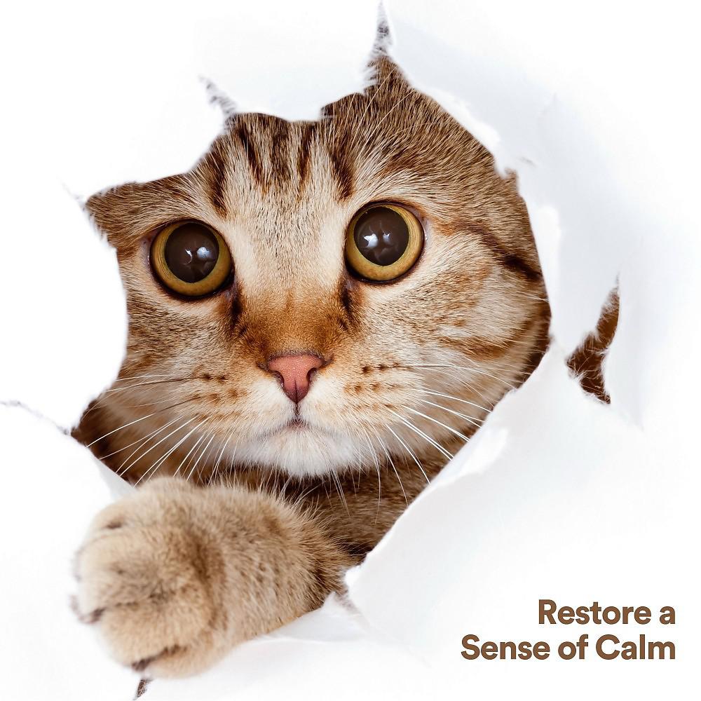 Постер альбома Restore a Sense of Calm