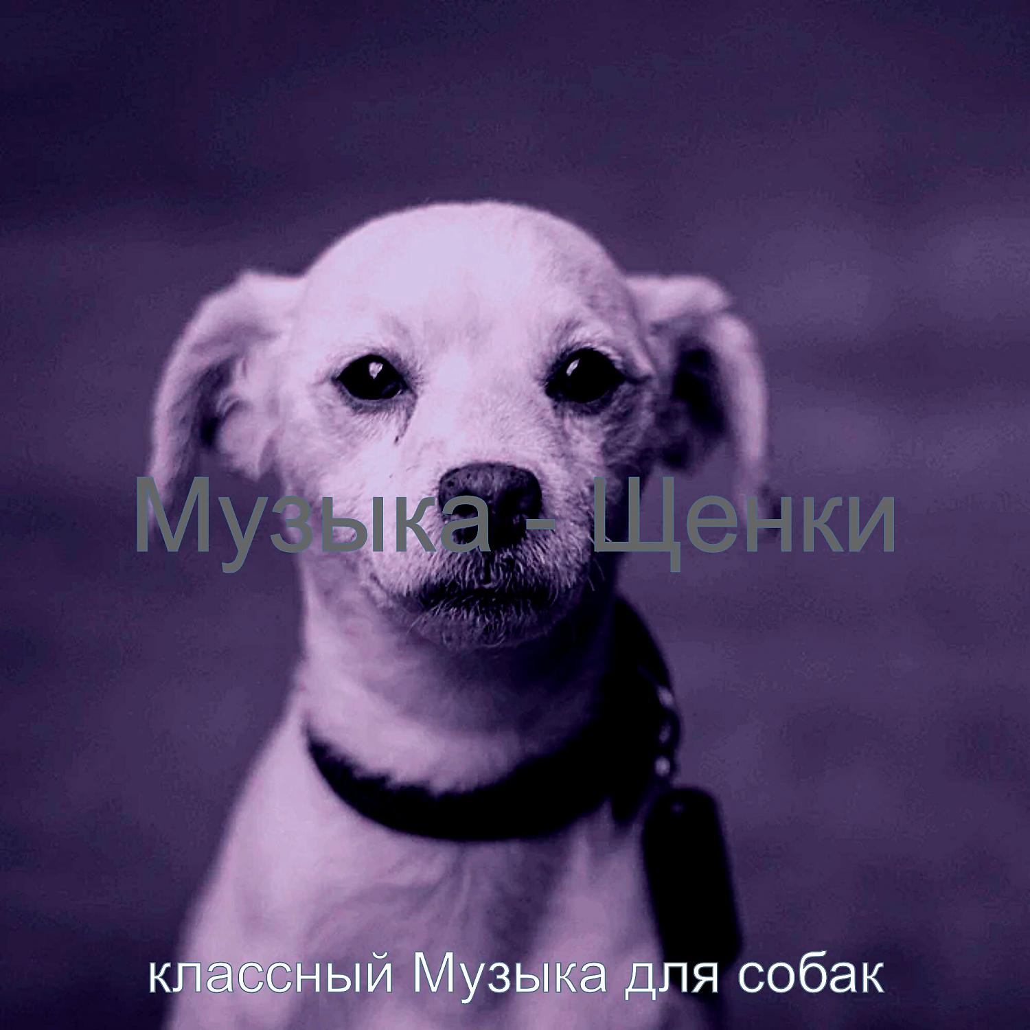 Постер альбома Музыка - Щенки
