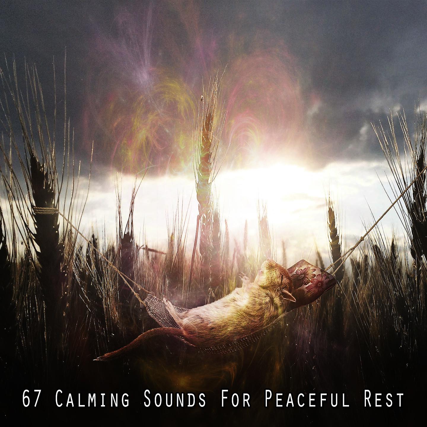 Постер альбома 67 успокаивающих звуков для спокойного отдыха