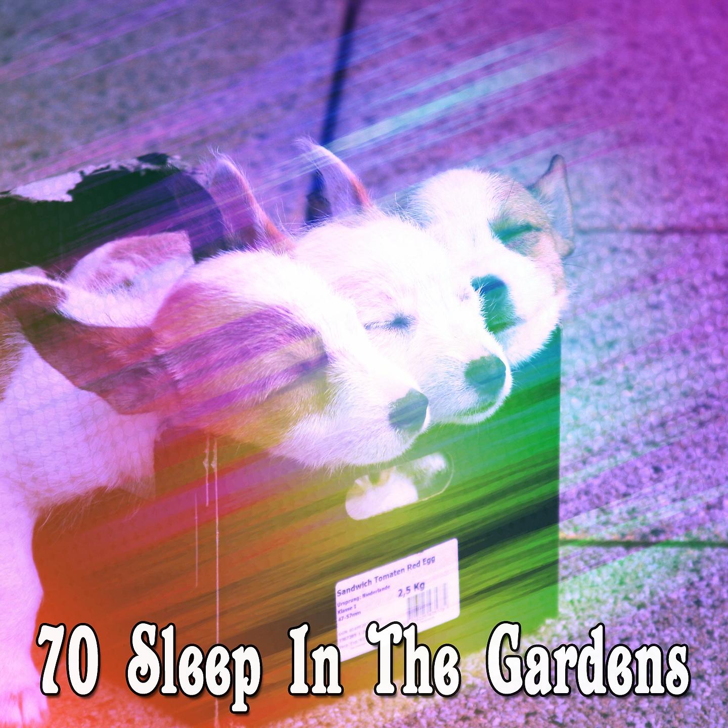 Постер альбома 70 Sleep In The Gardens