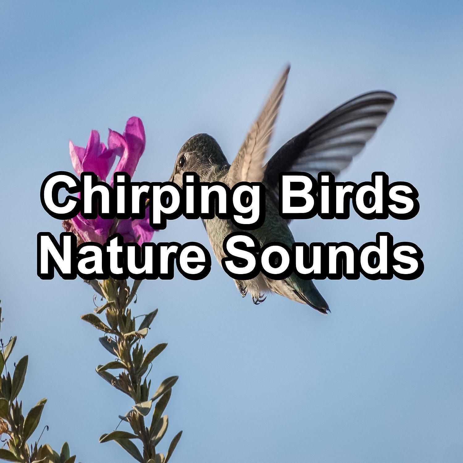Постер альбома Chirping Birds Nature Sounds
