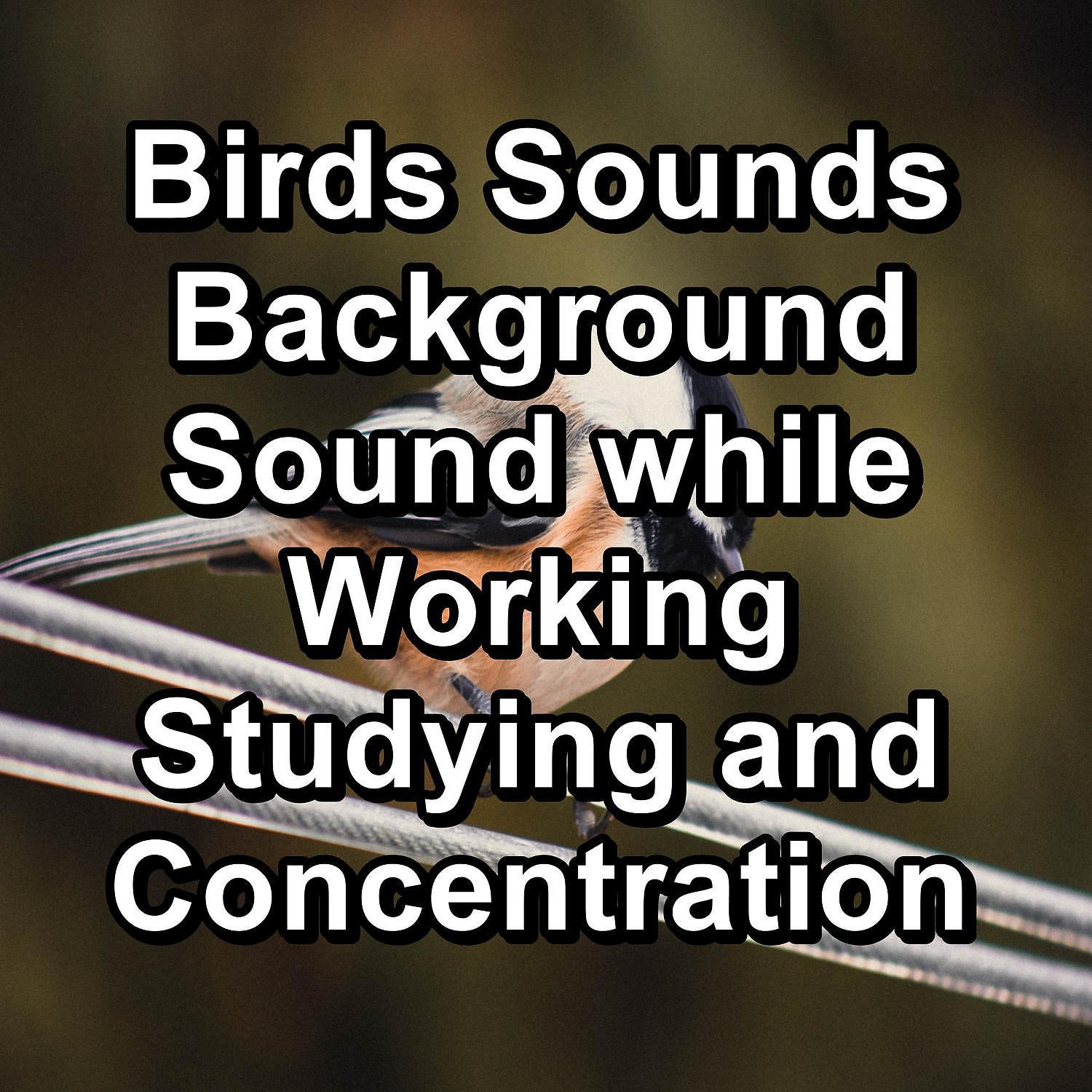 Постер альбома Birds Sounds Background Sound while Working Studying and Concentration