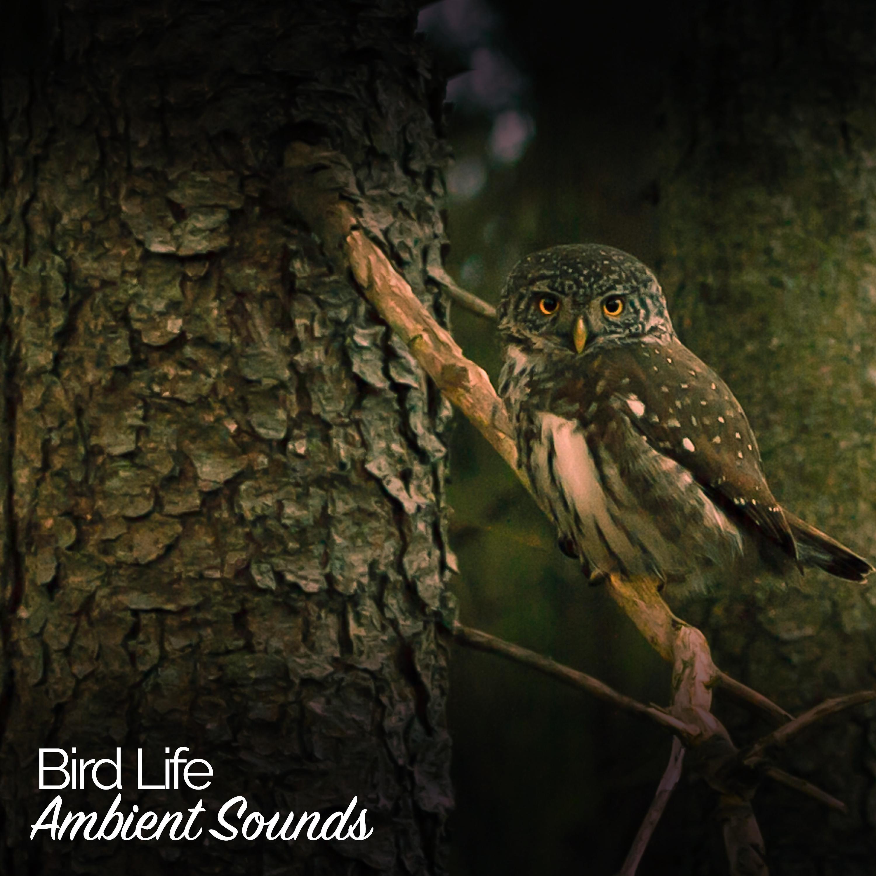 Постер альбома Bird Life: Ambient Sounds
