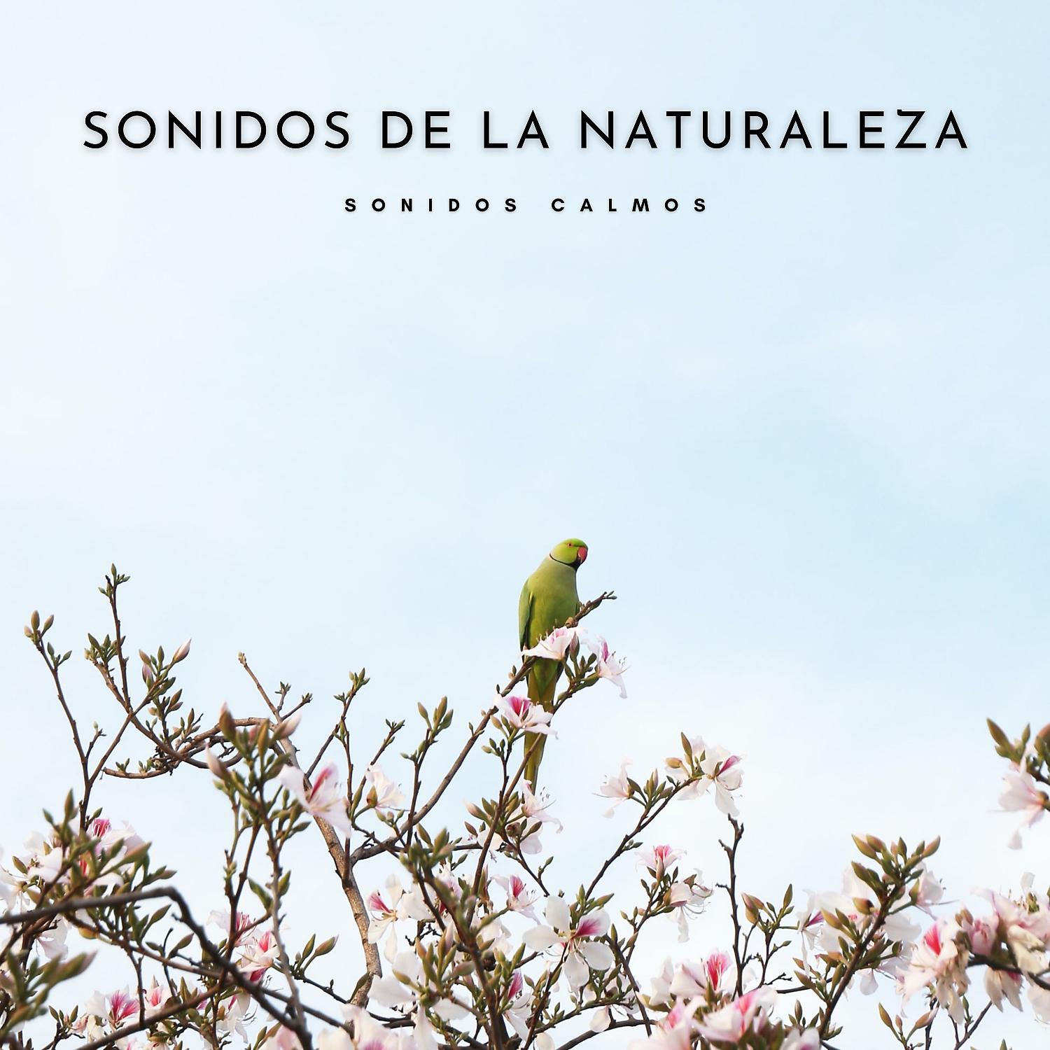 Постер альбома Sonidos De La Naturaleza: Sonidos Calmos