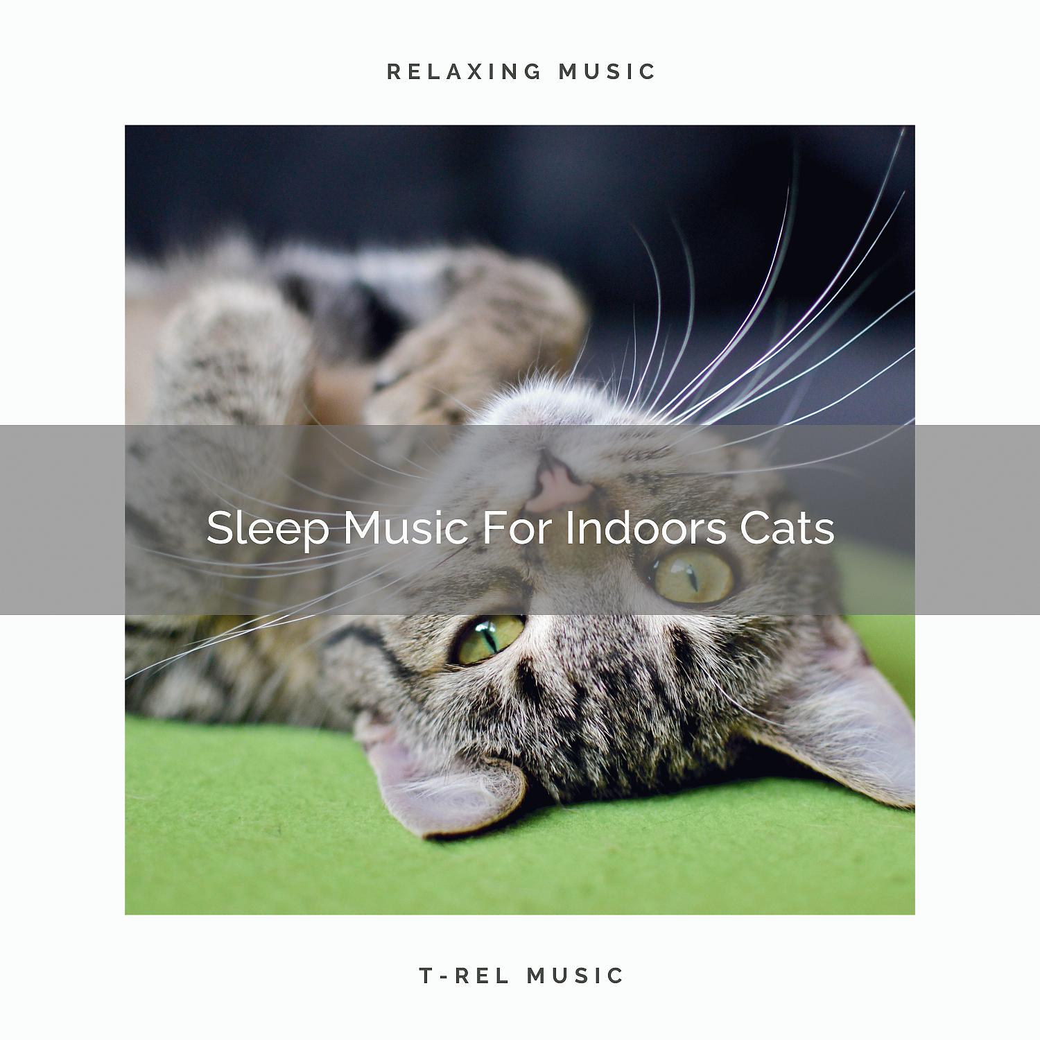 Постер альбома Sleep Music For Indoors Cats