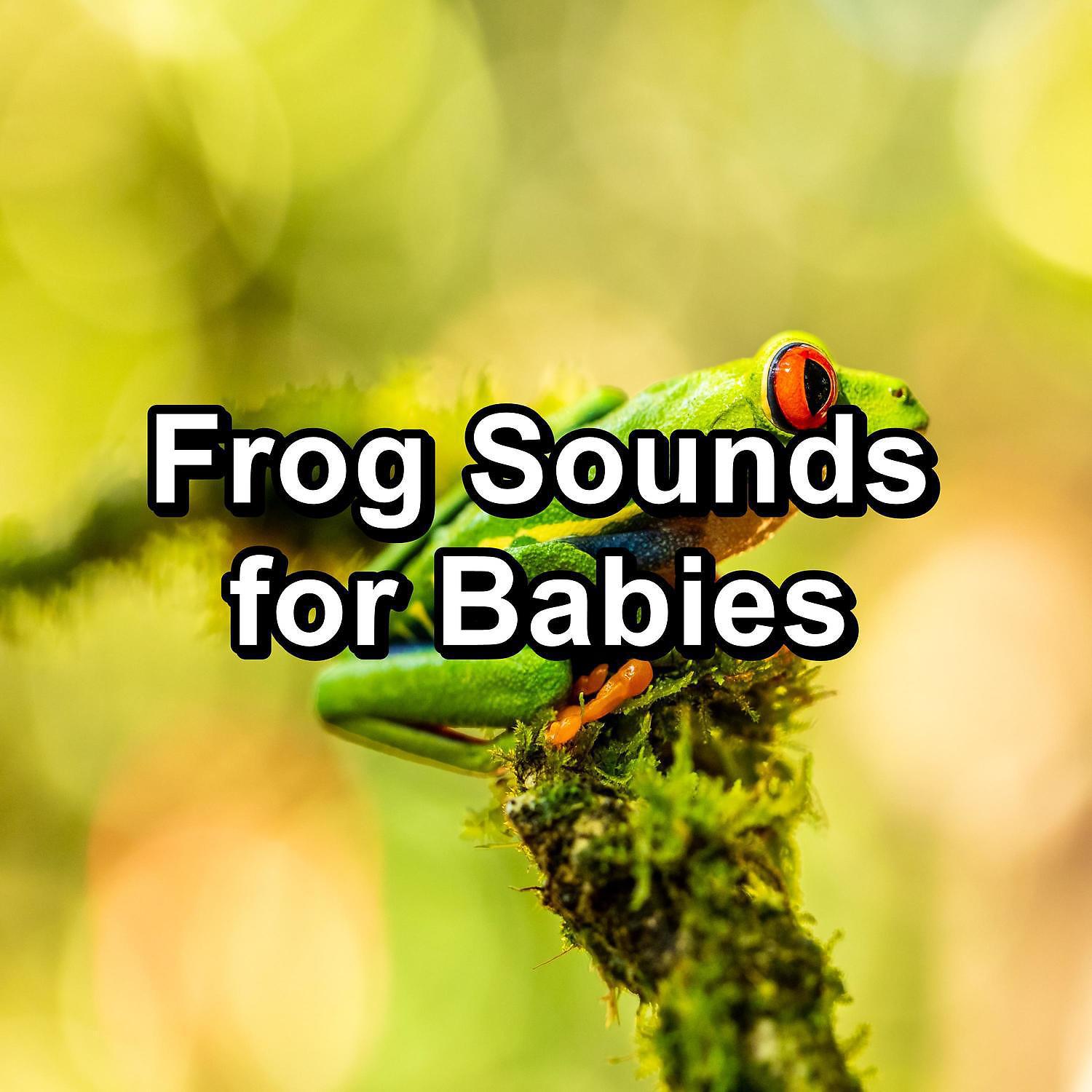 Постер альбома Frog Sounds for Babies