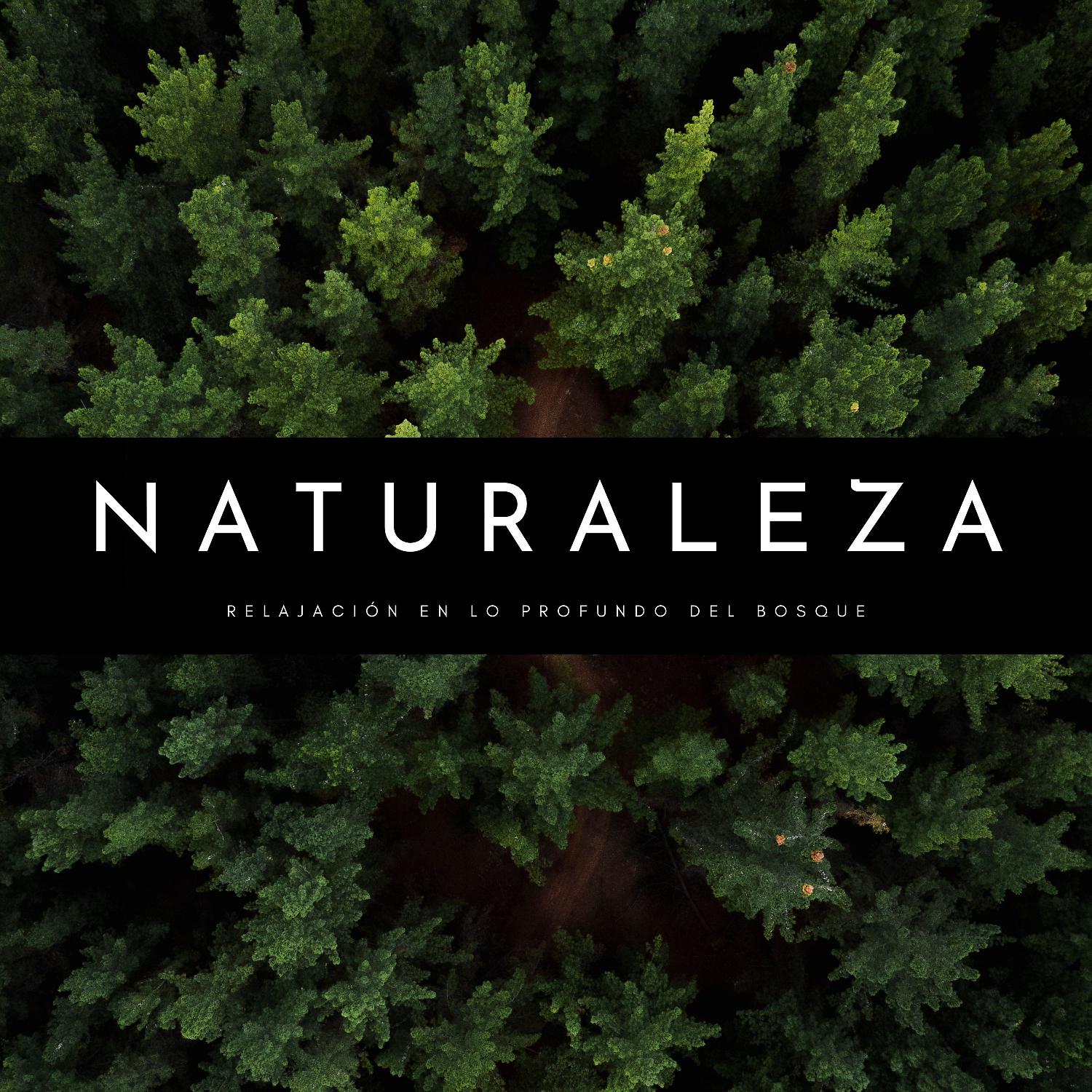 Постер альбома Naturaleza: Relajación En Lo Profundo Del Bosque