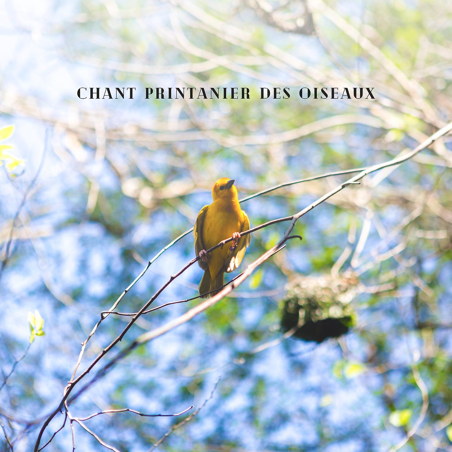Постер альбома Chant printanier des oiseaux: Méditation naturelle et consolation