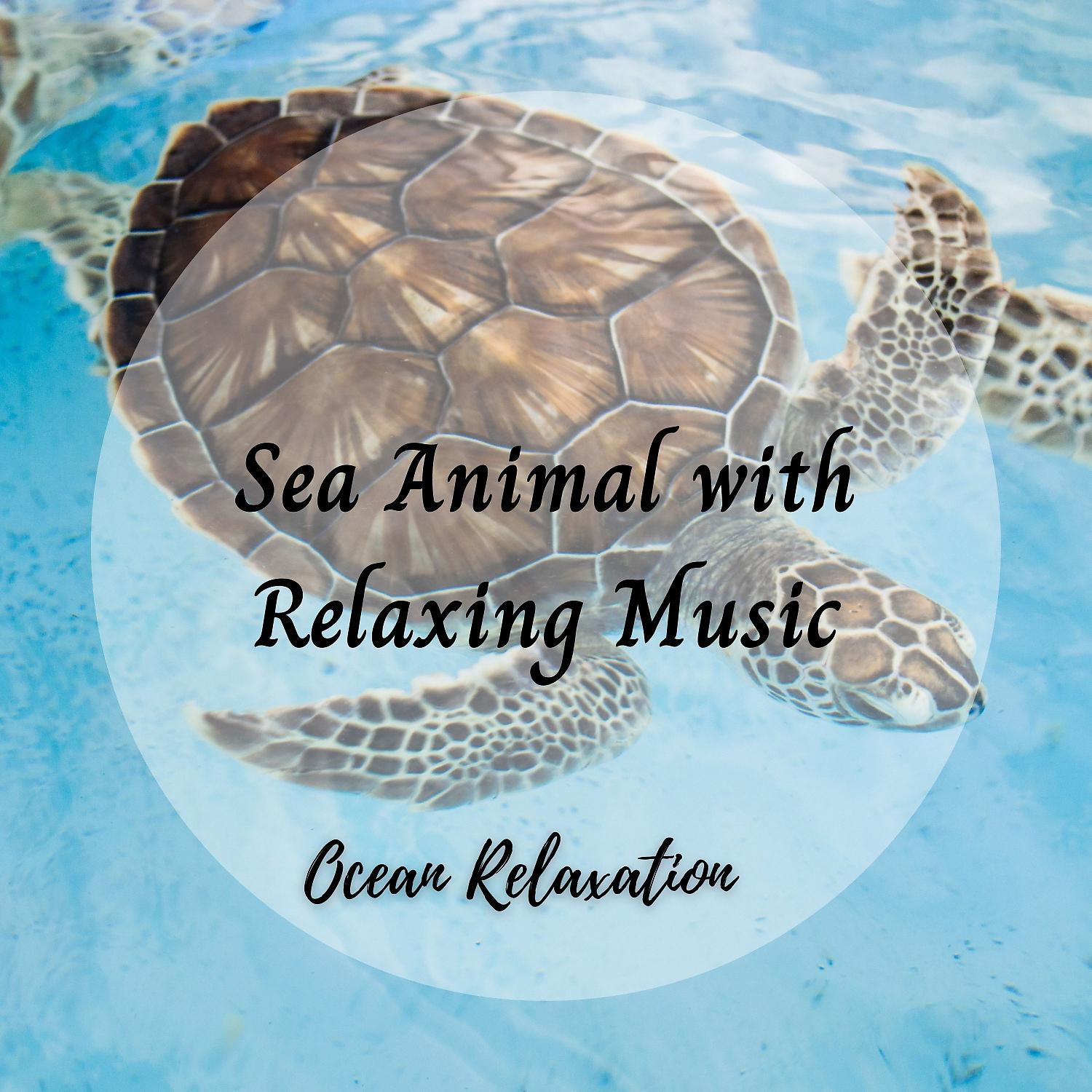 Постер альбома Ocean Relaxation: Sea Animal with Relaxing Music