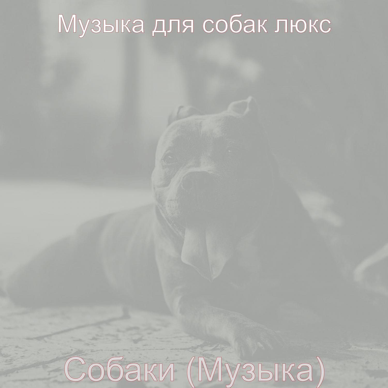 Постер альбома Собаки (Музыка)