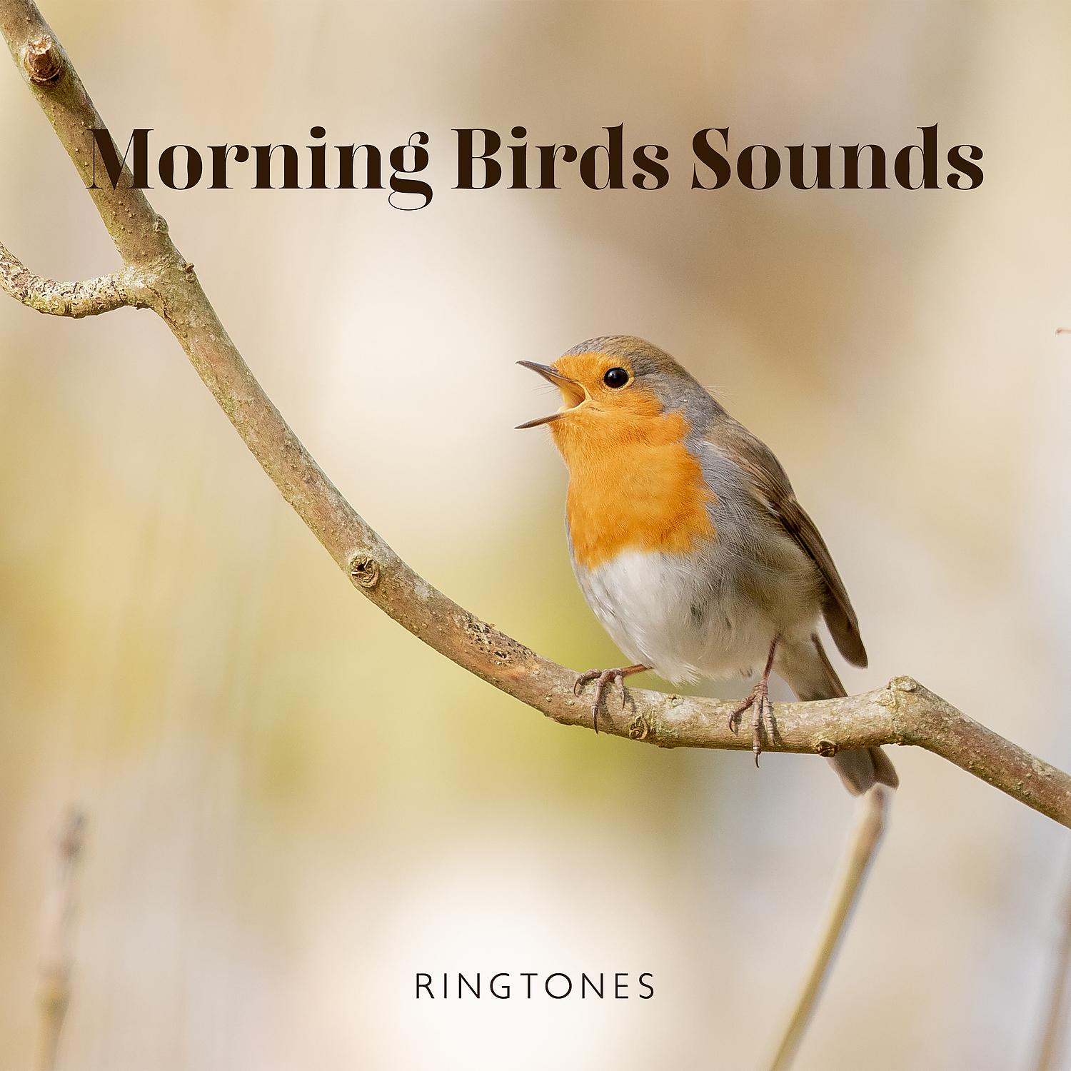 Постер альбома Morning Birds Sounds: Ringtones – Music for Relaxation, Meditation, Yoga , Naturescapes, Forest Ambience and Spa