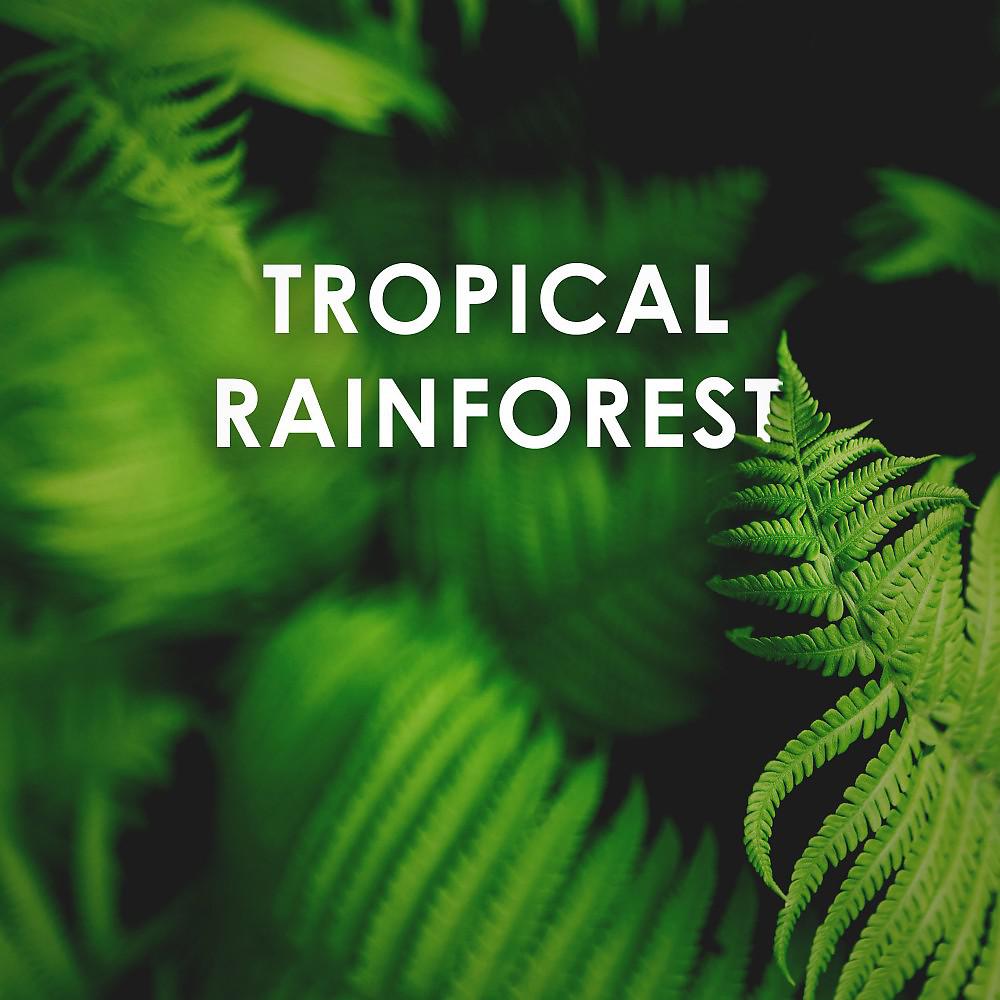 Постер альбома Tropical Rainforest: Calm Down and Relax Sounds