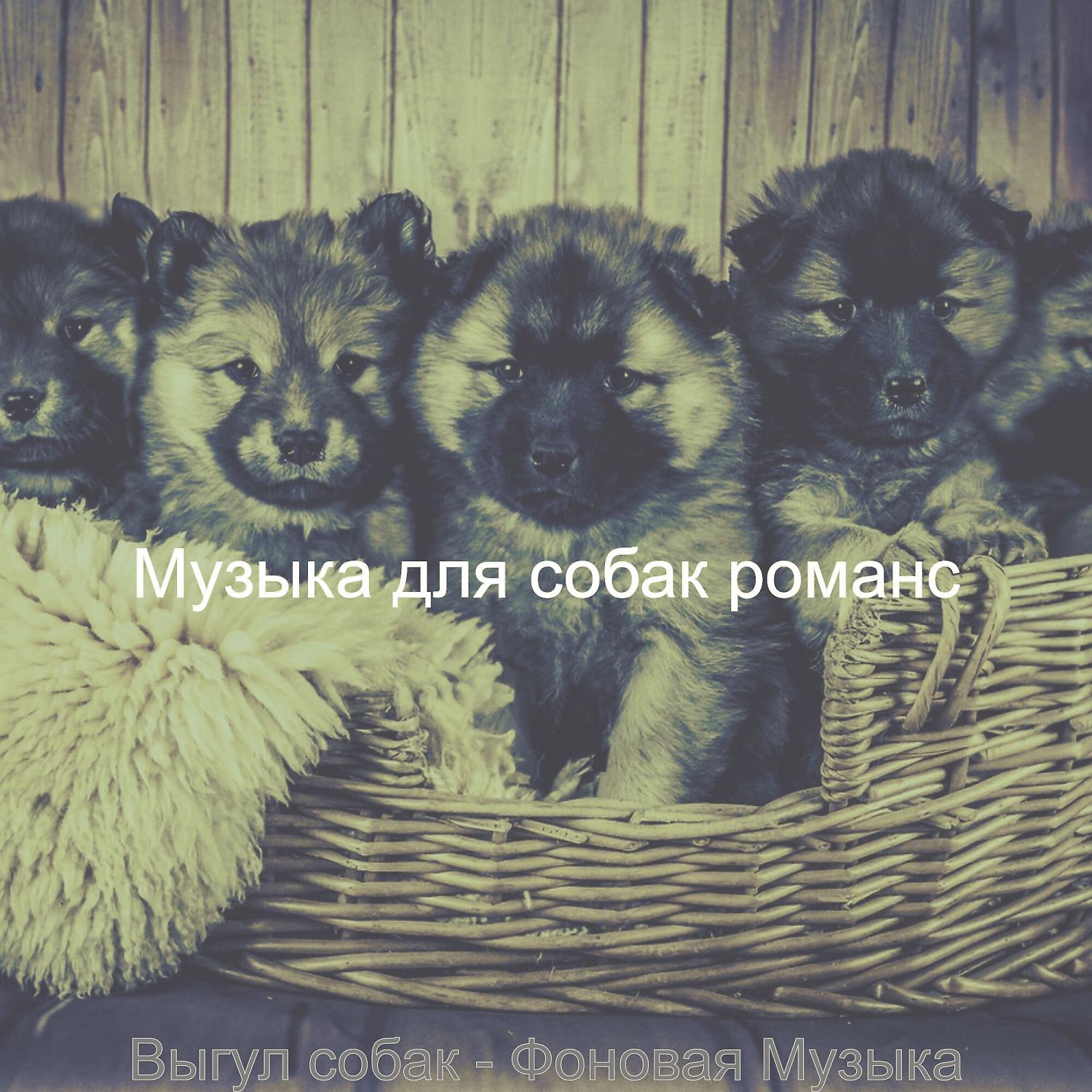 Постер альбома Выгул собак - Фоновая Музыка